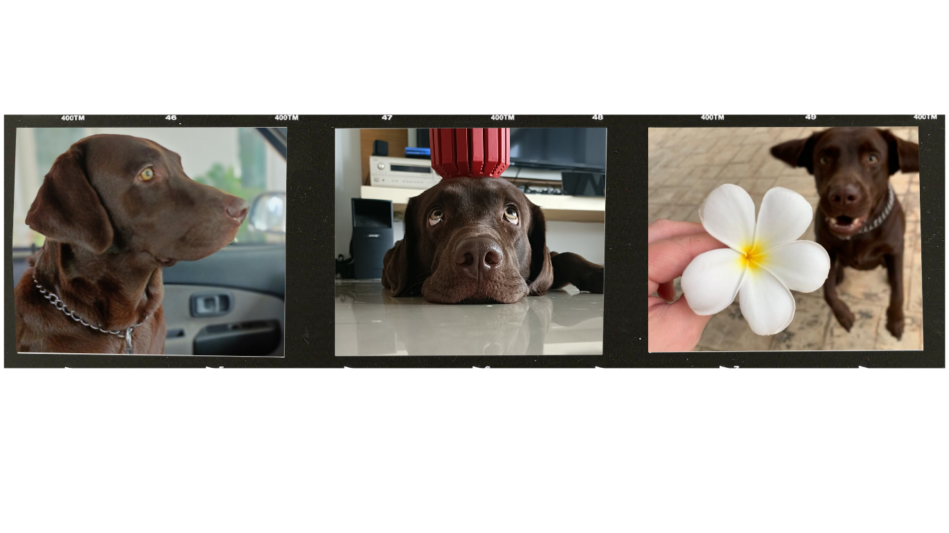 Meet Daisy: The Broken Brown Lab with a Human Soul