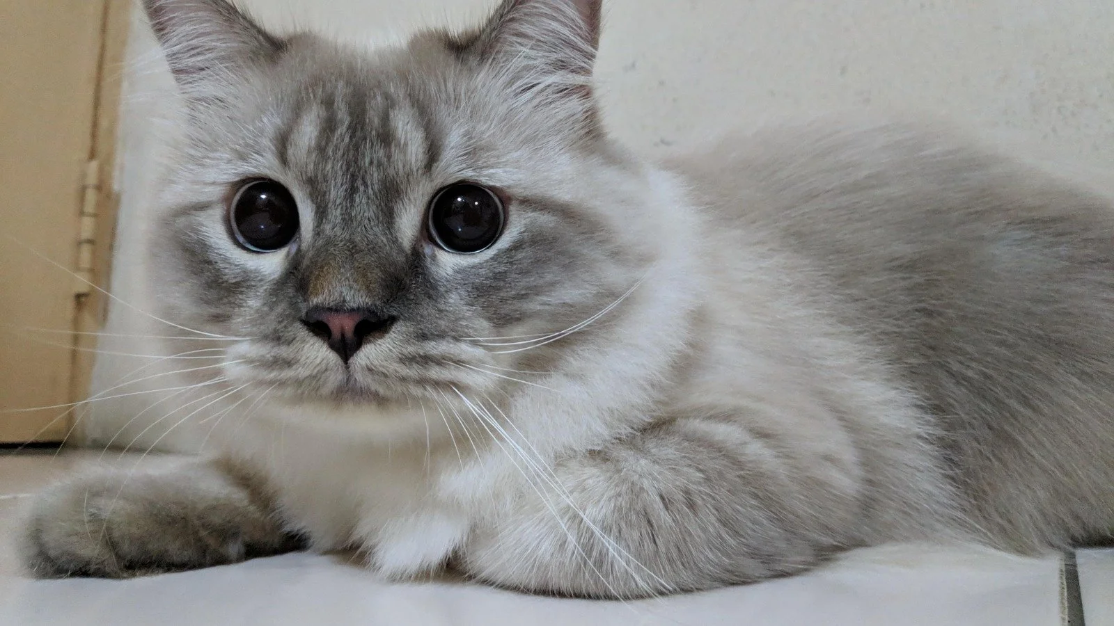 Percy: The Floofy Grudge Holder with a Heart of Gold 🐾💖