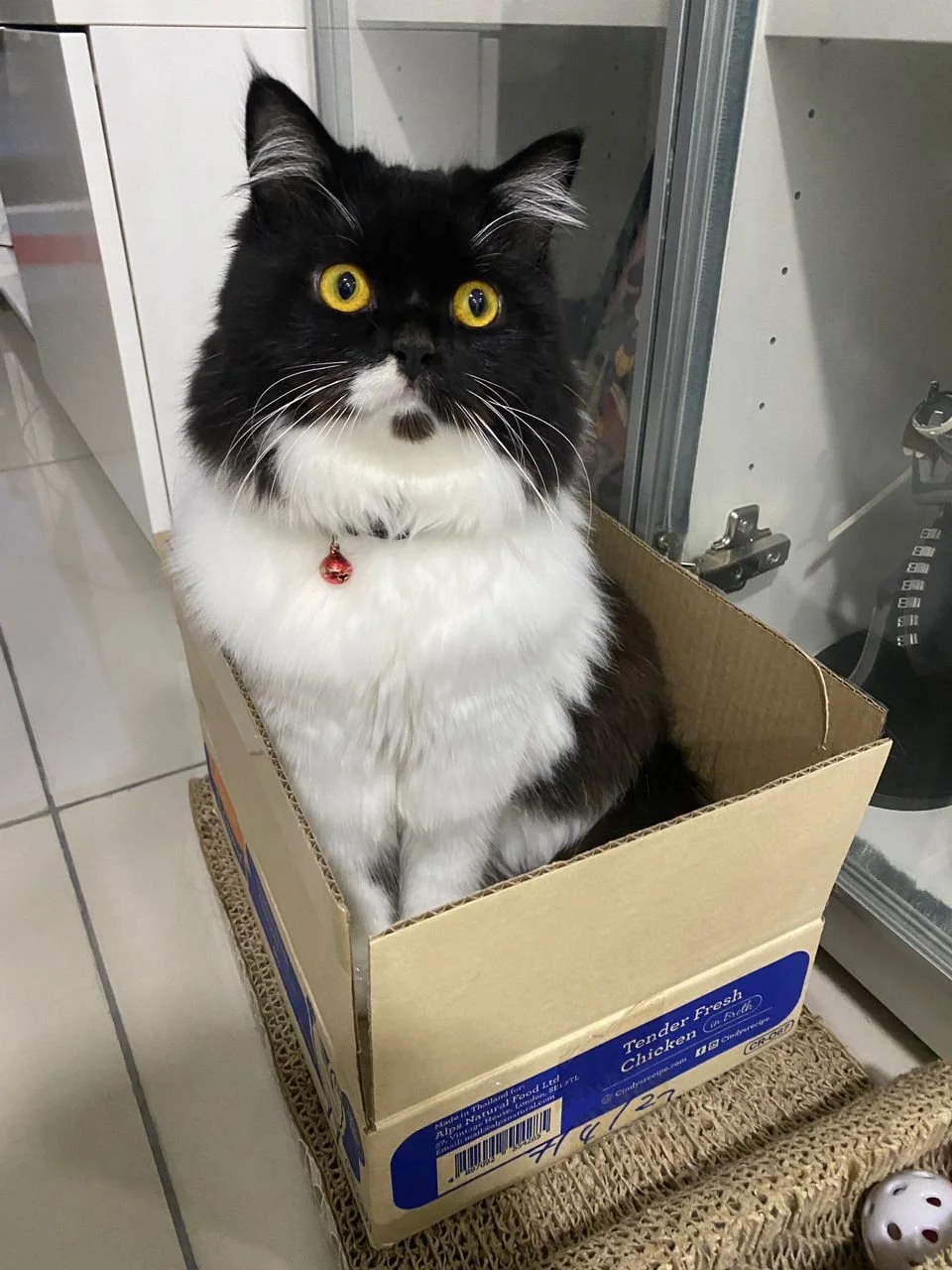 🐾 Patches' Journey: Discover How Bioresonance Supports the Resident Therapy Cat Through His Healing