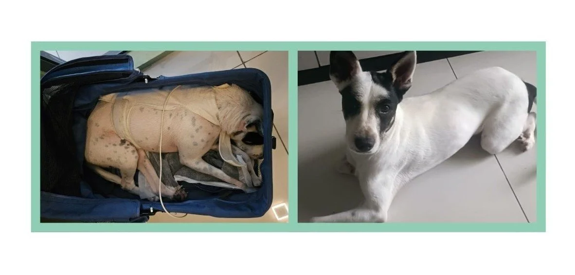 🐾 Zorro: Struggling with Hair Loss, Finding His Balance with Bioresonance