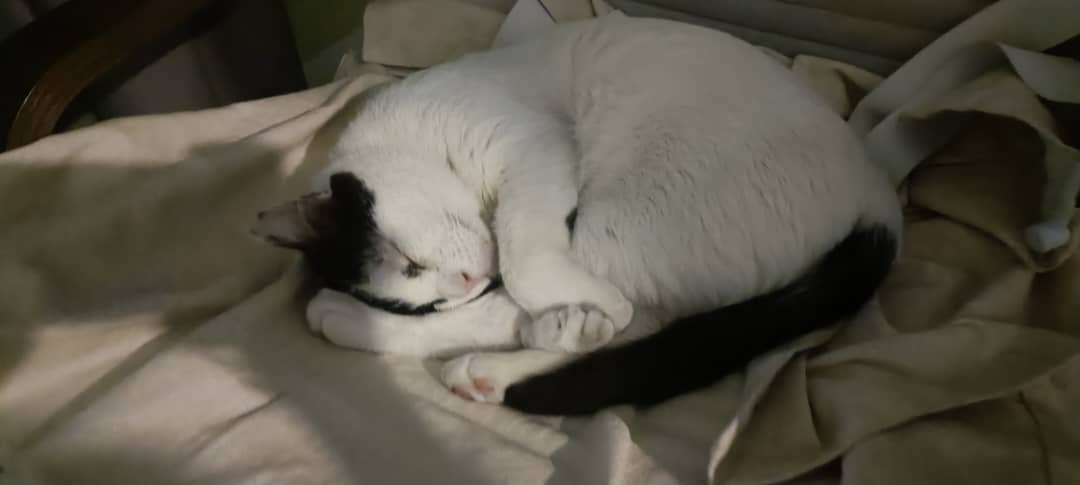 🐱 Hiro: The Soulful, Calm Cat — How Bioresonance Supported His Struggle