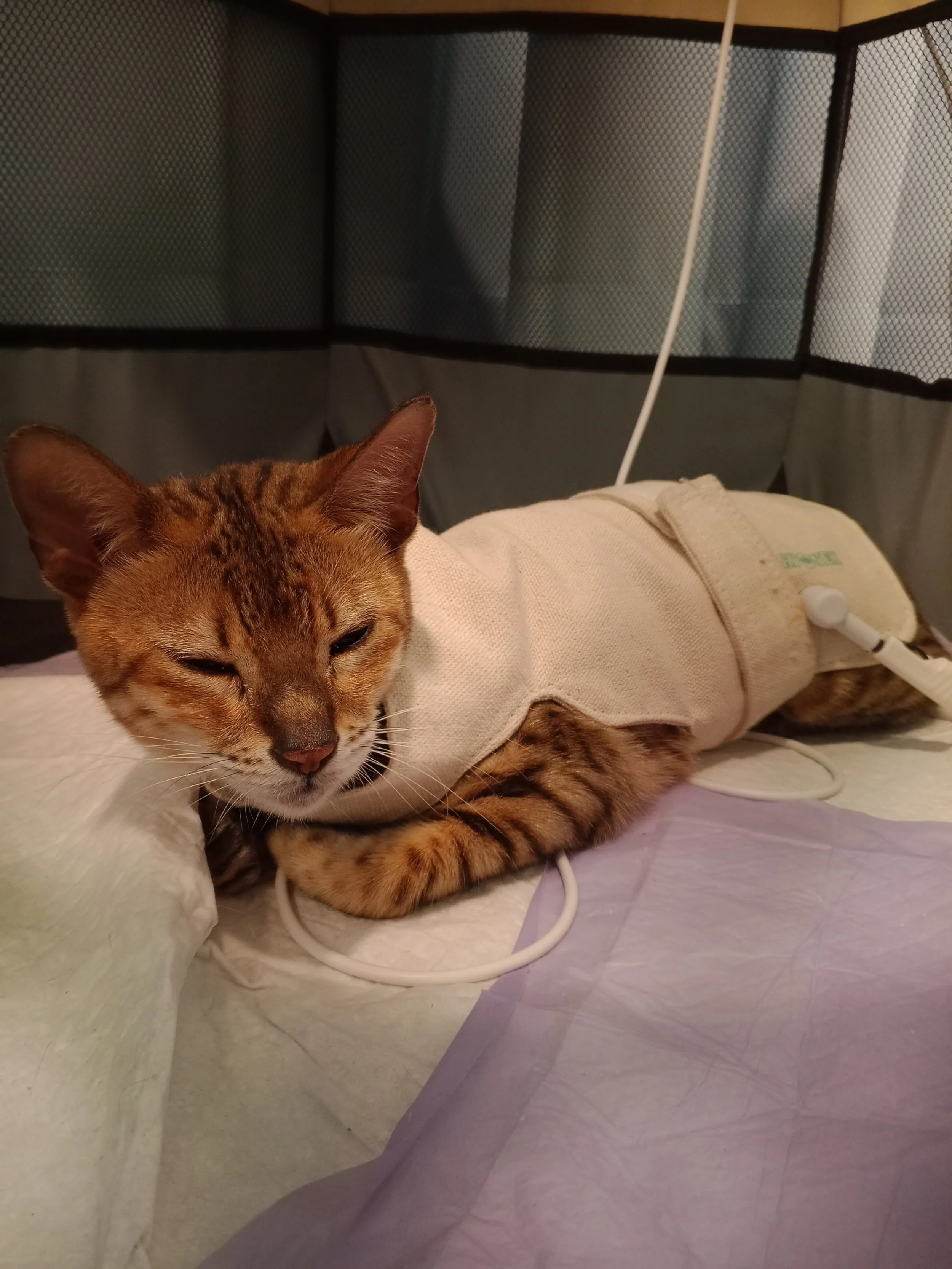 Cat undergoing furwave bioresonance therapy session, improving skin condition.