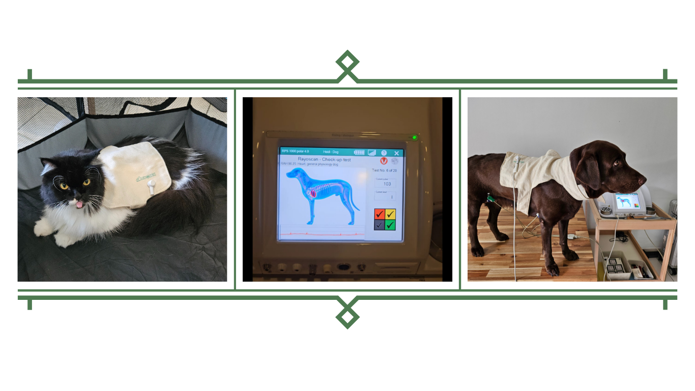 Cat with bioresonance cloth detector, RAH scan on Rayocomp PS 1000 and dog with cloth detector and medical quality ECG clips for scan