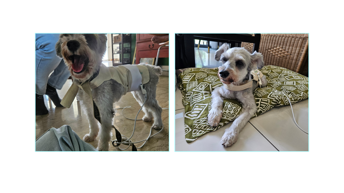 Schnauzer during bioresonance scan and therapy, how having pet owners and familiar items calm the pet during session