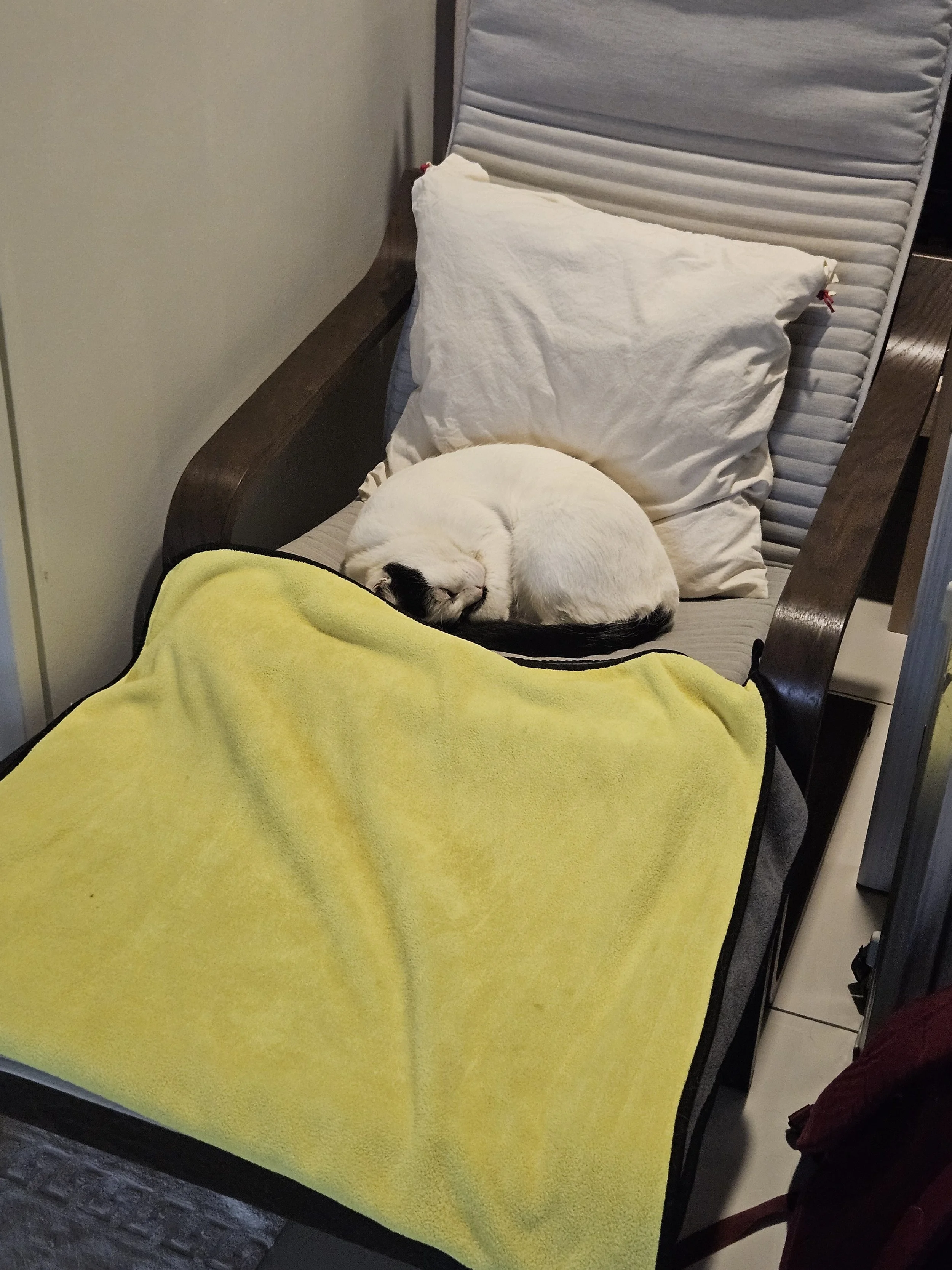 Cat relaxing after Bioresoance therapy