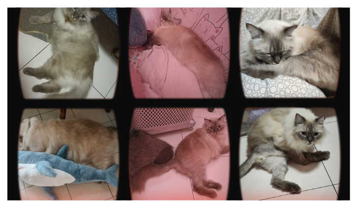 Percy going through Bioresonance therapy to address loss of floof