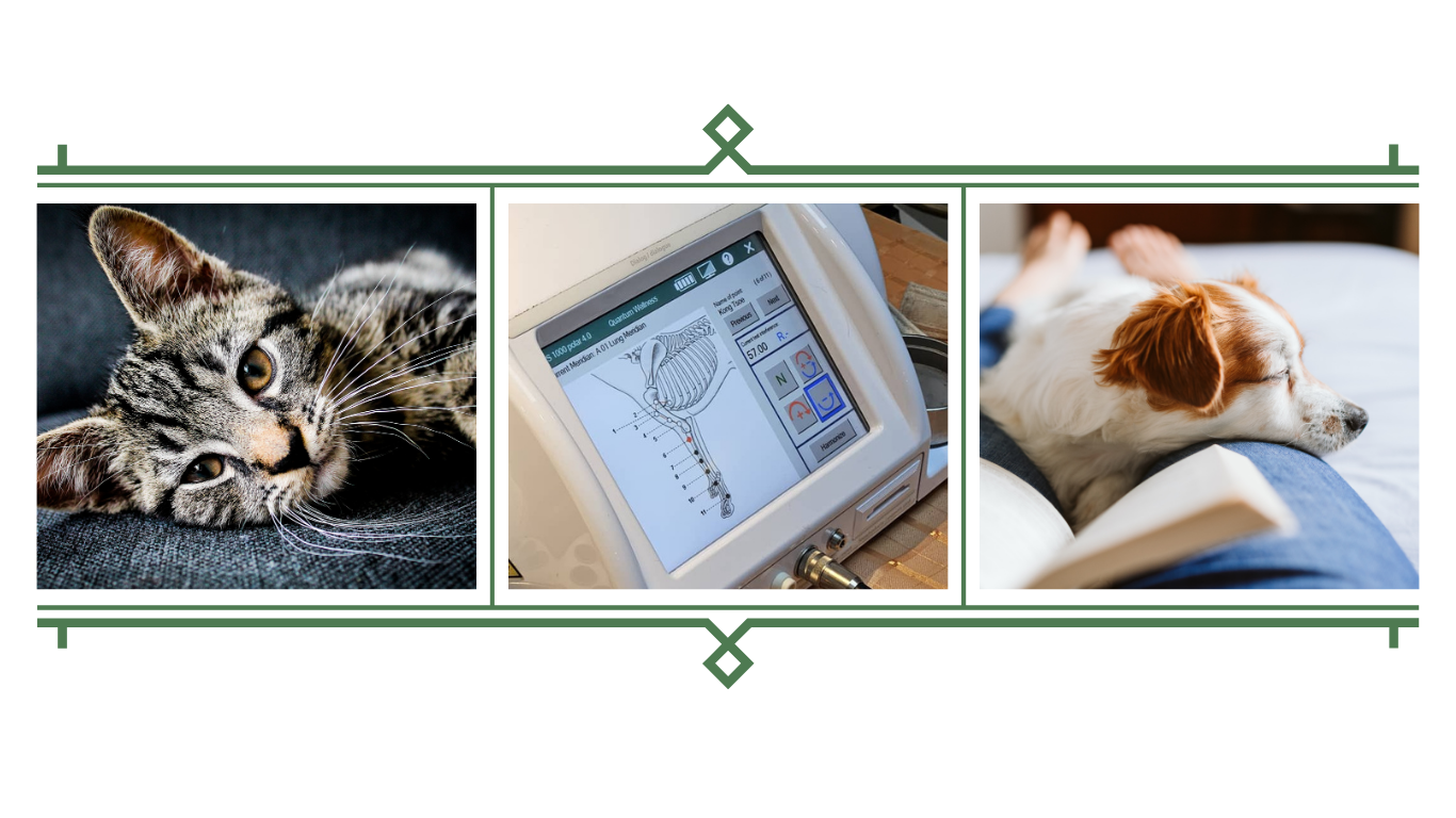 Bioresonance Therapy for Aged Pets