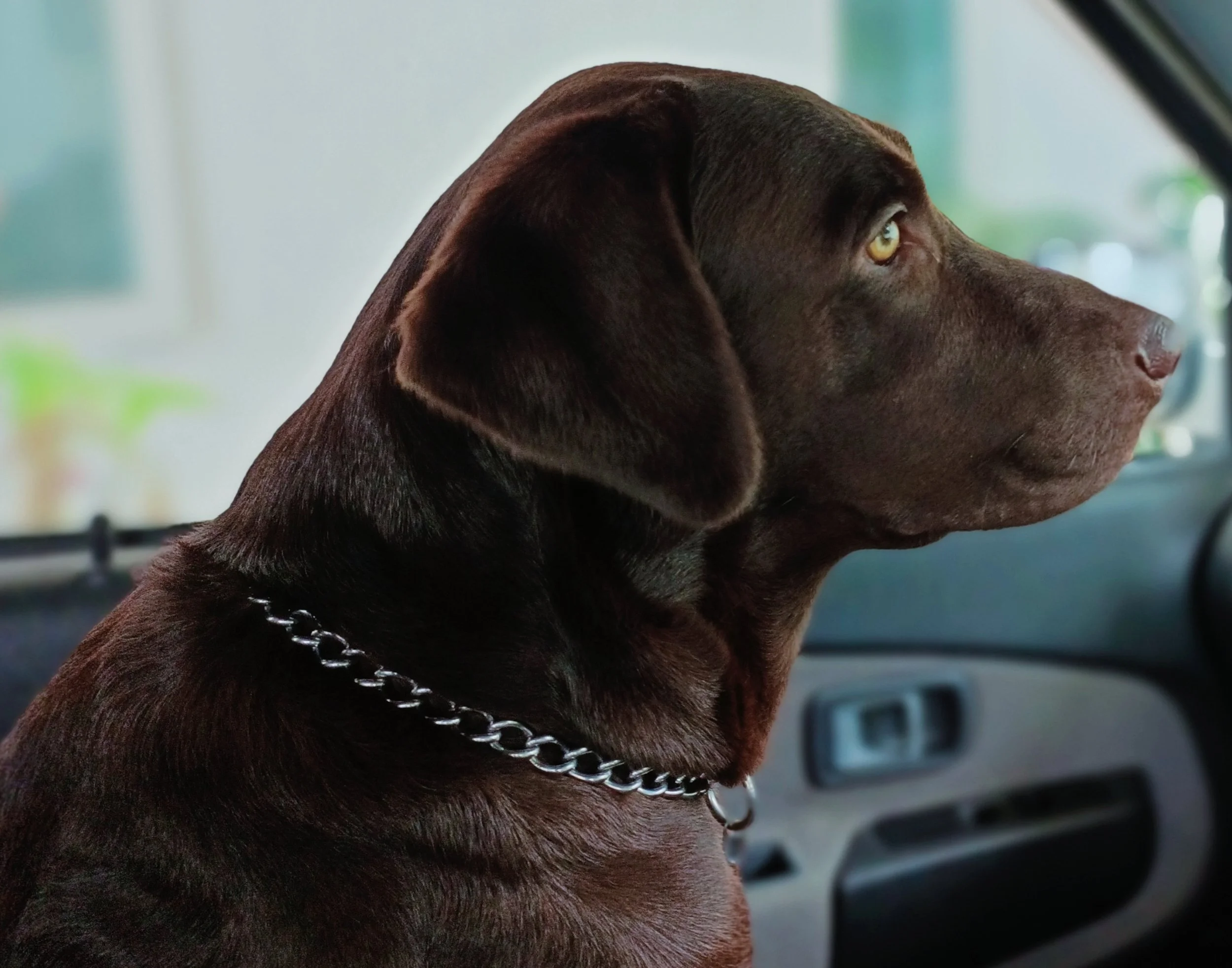 Chocolate Labrador Retriever dog sitting in a car, looking out the window, wearing a chain collar.