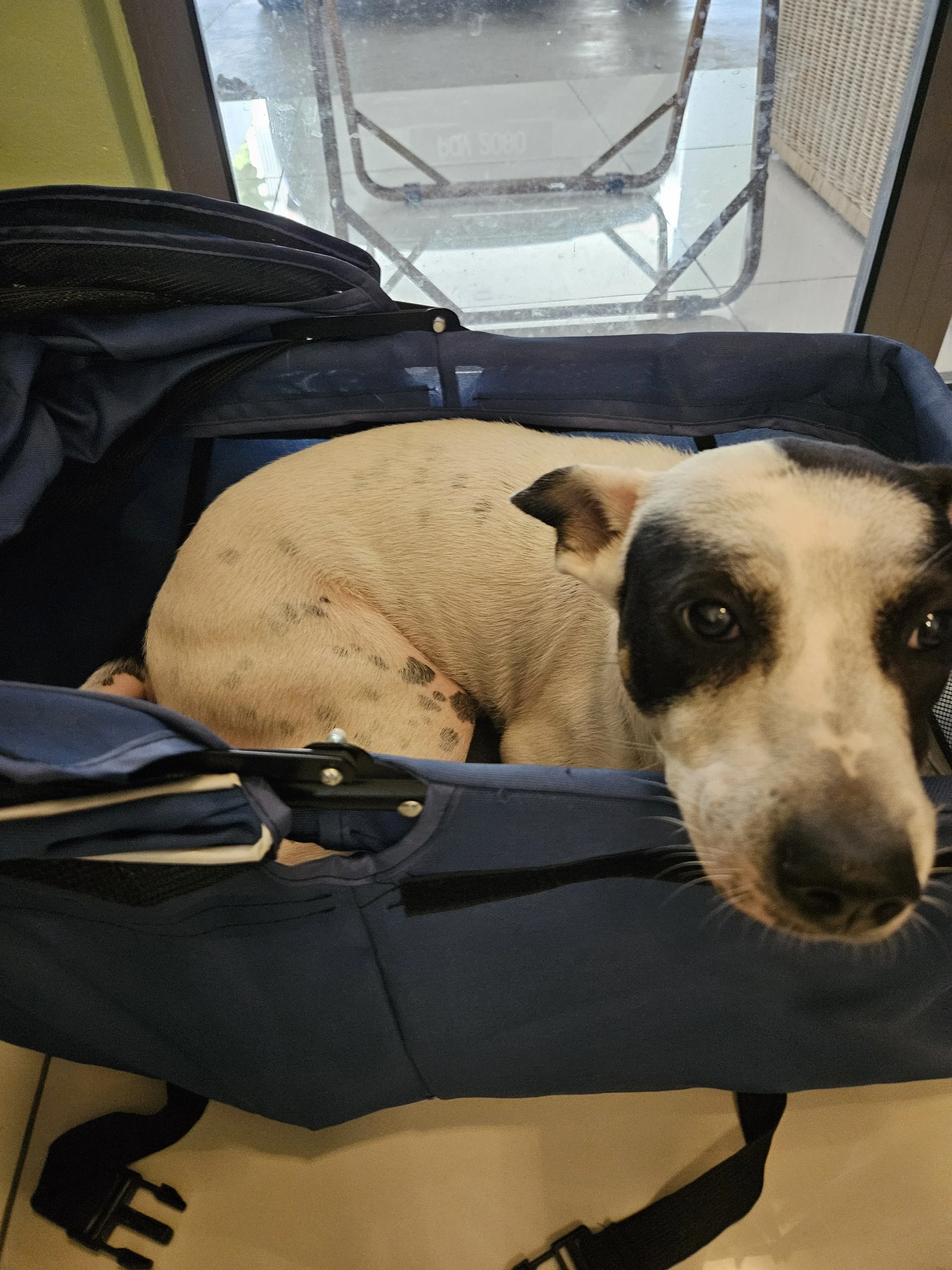 Visible minor hair gorwth and skin improvement