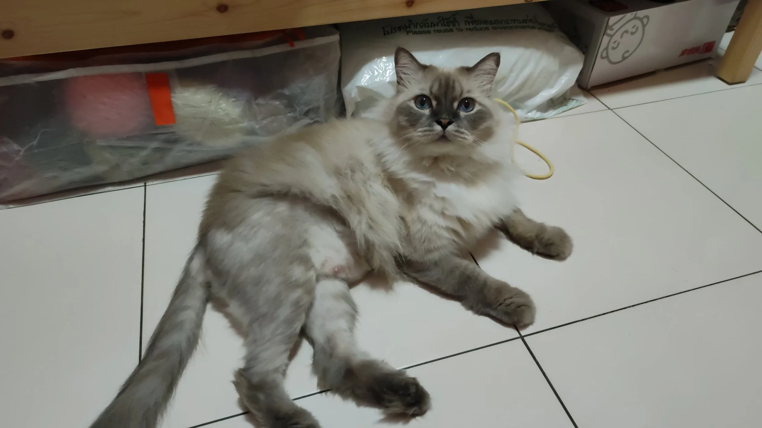 Cat after 1 month Bioresonance Therapy