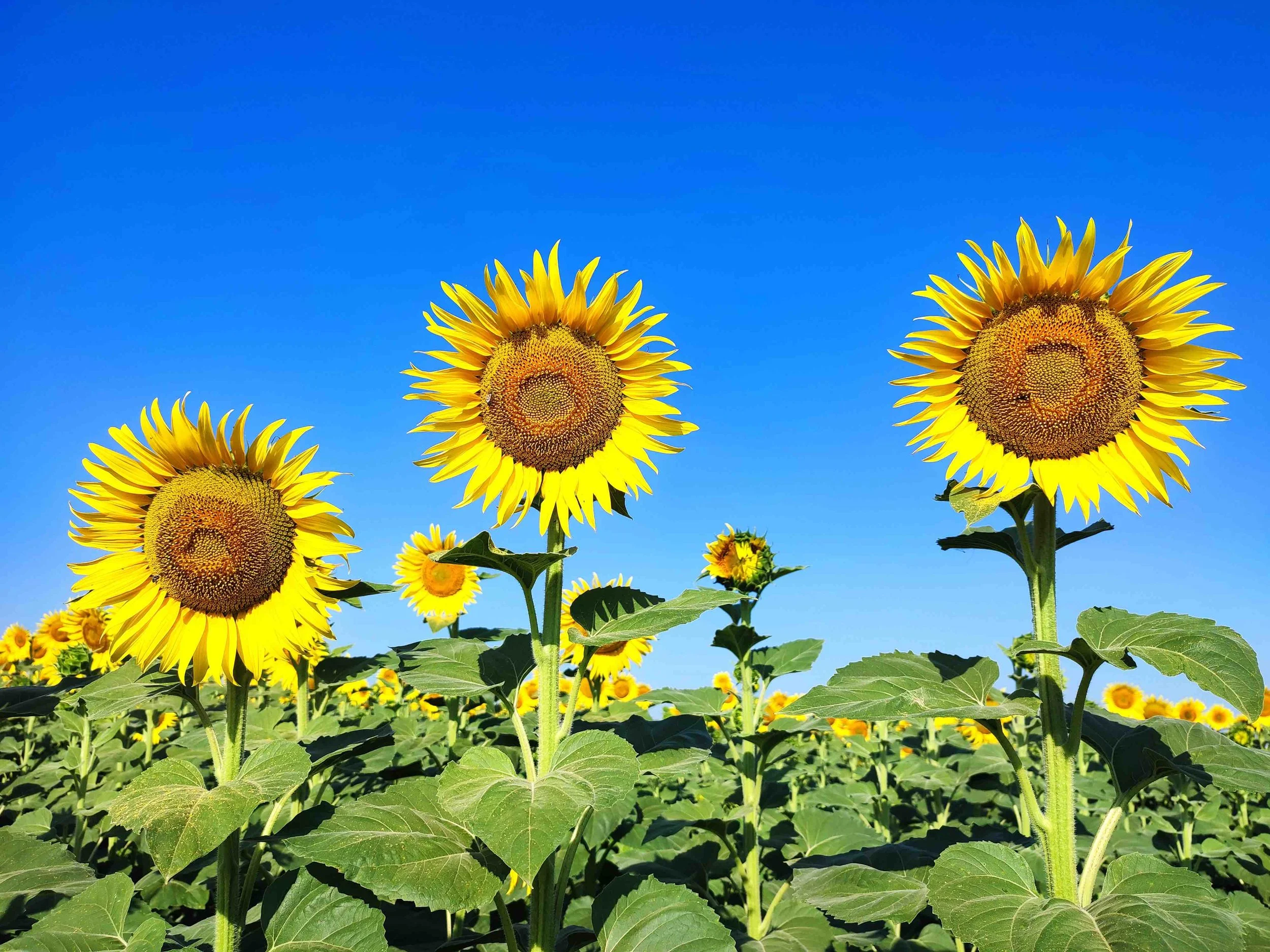 Sunnyside Pricing -- Get the best value
