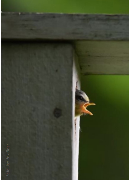 Læringsaktiviteter for og i natur