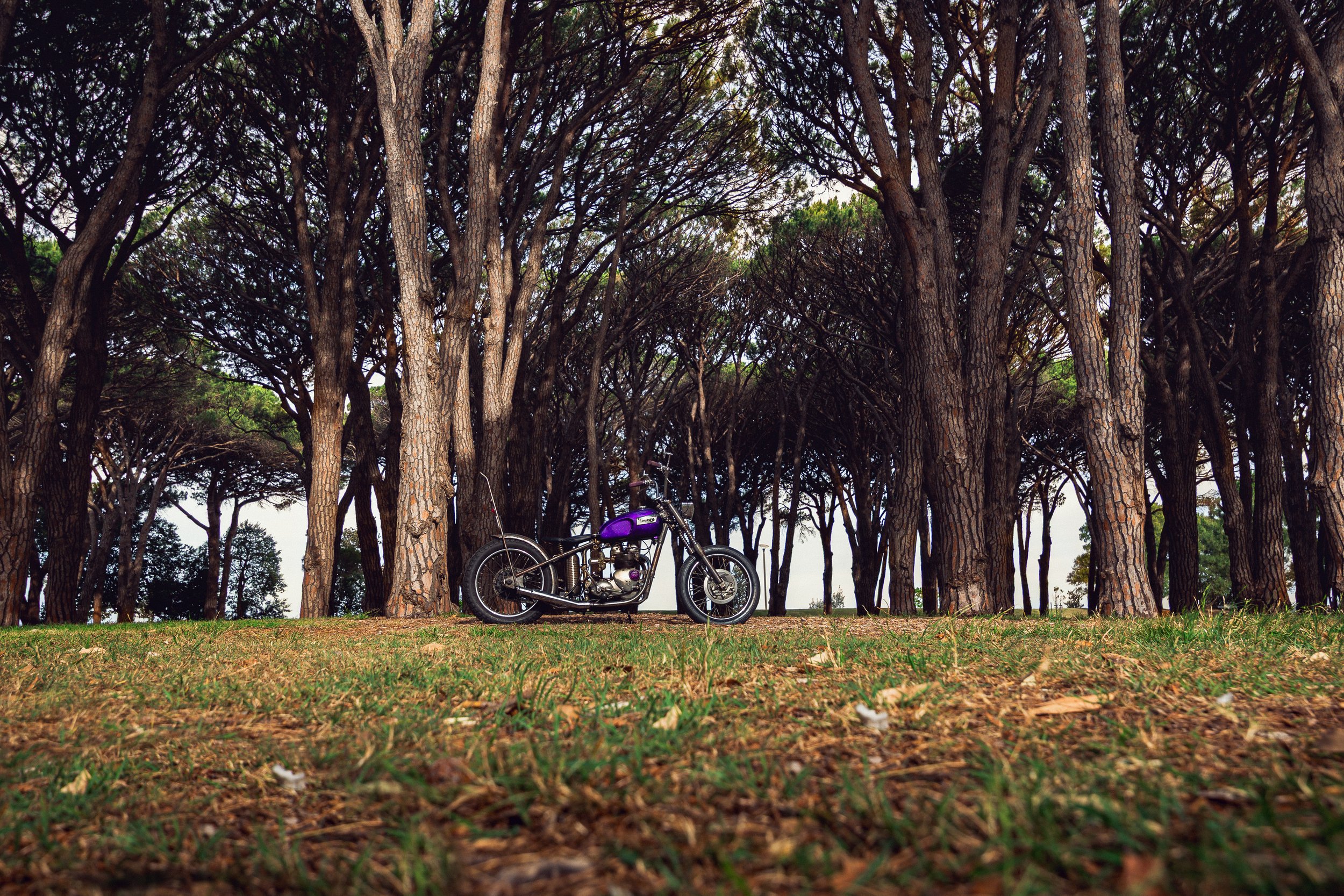 17Triumph 251113.jpg