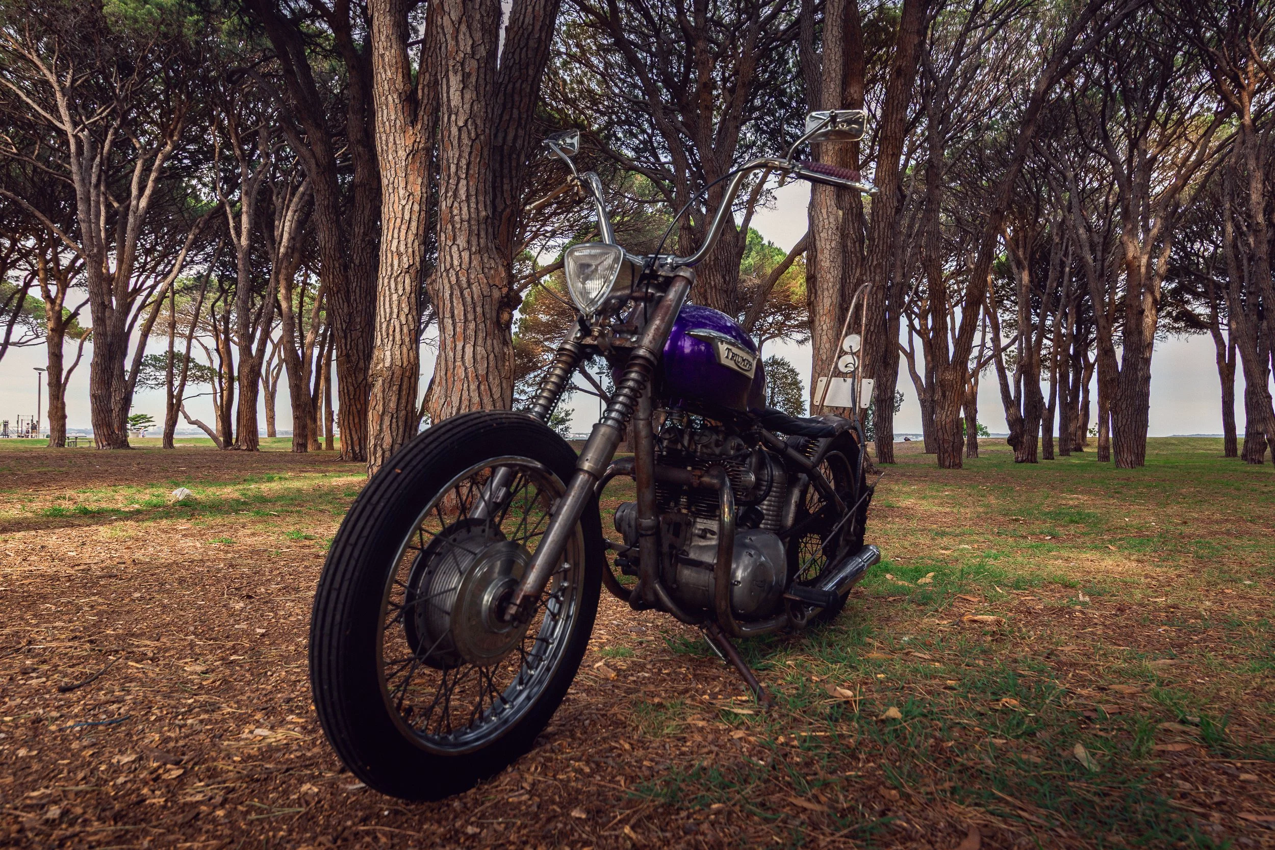 50Triumph 251113.jpg