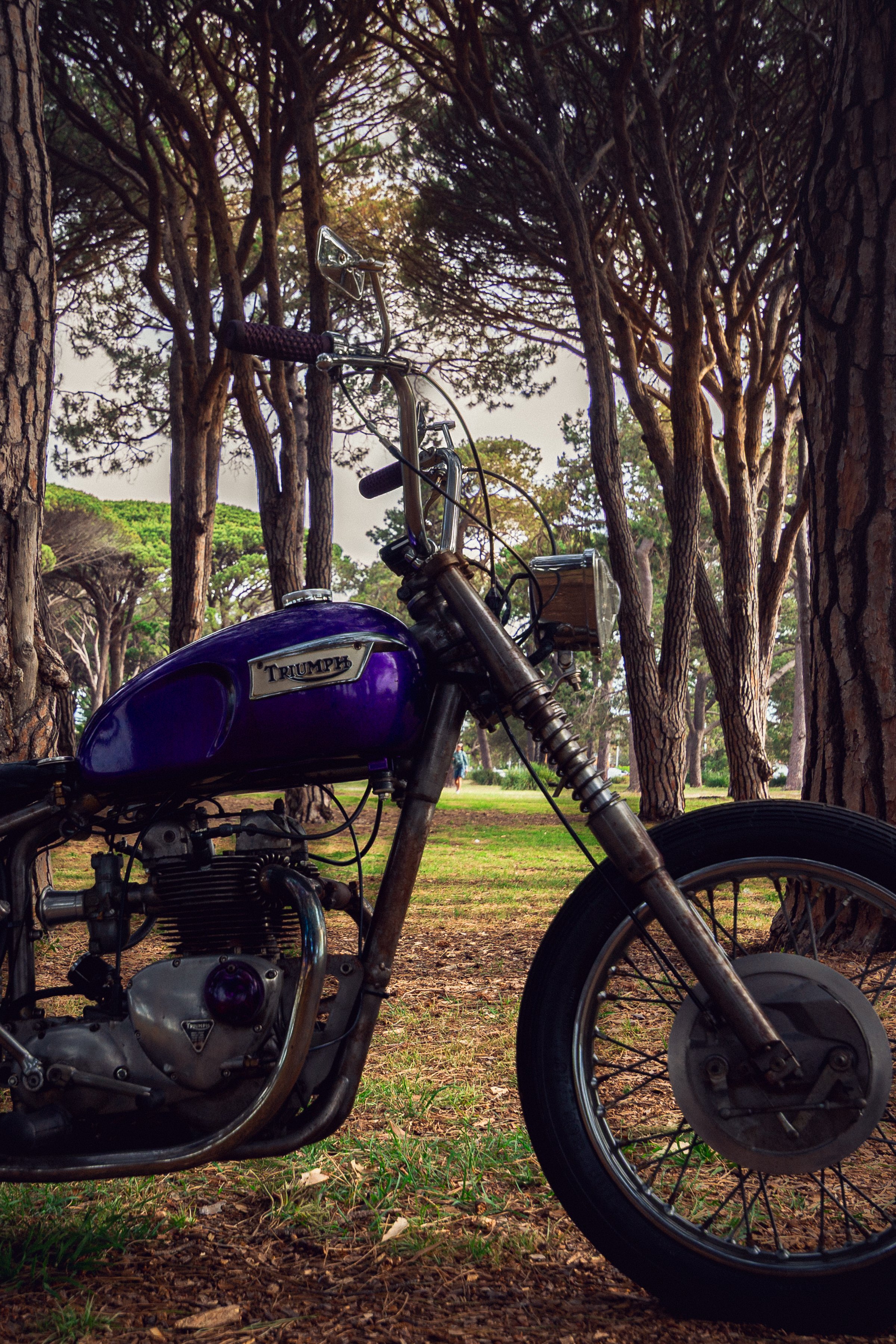 44Triumph 251113.jpg