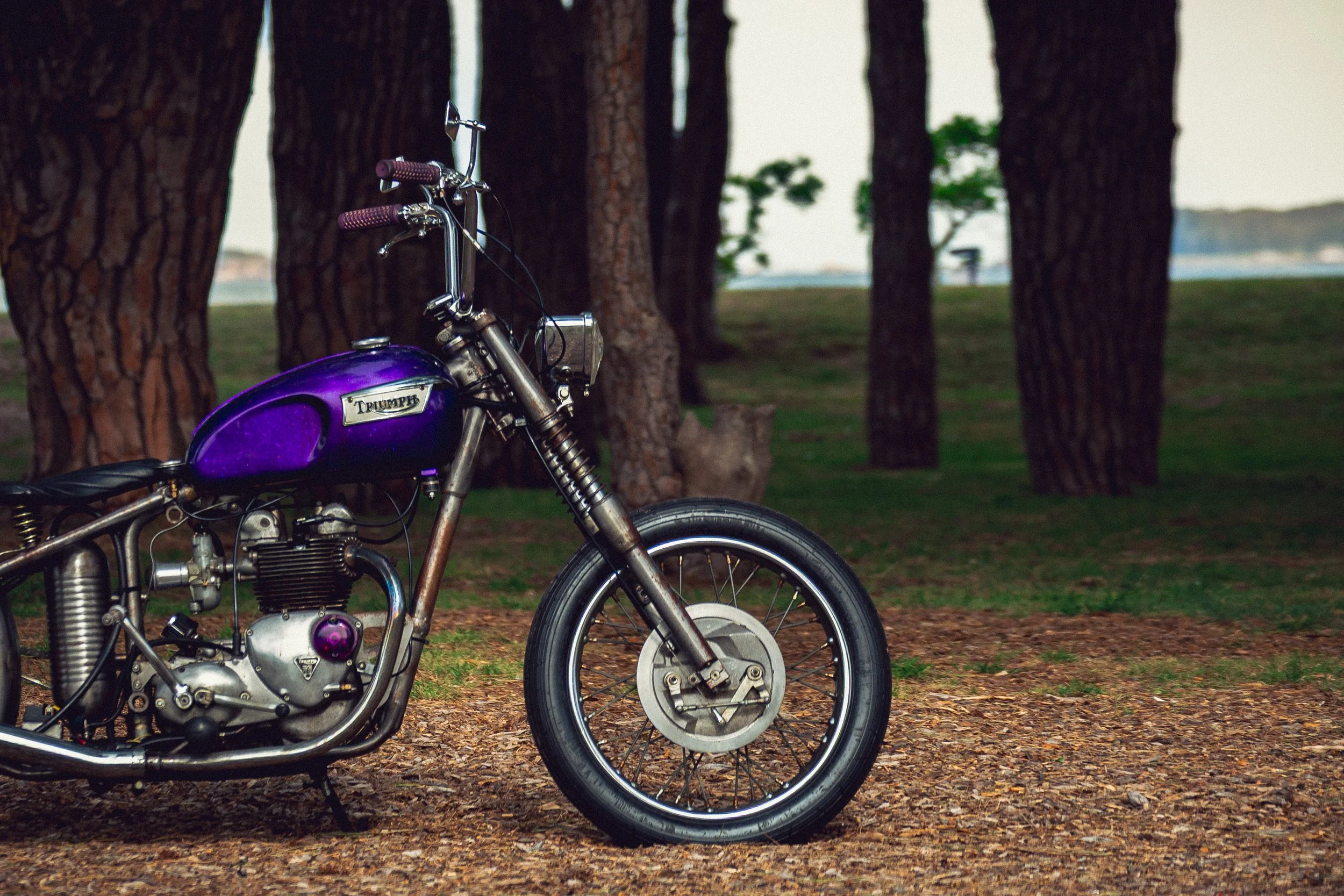 02Triumph 251113.jpg