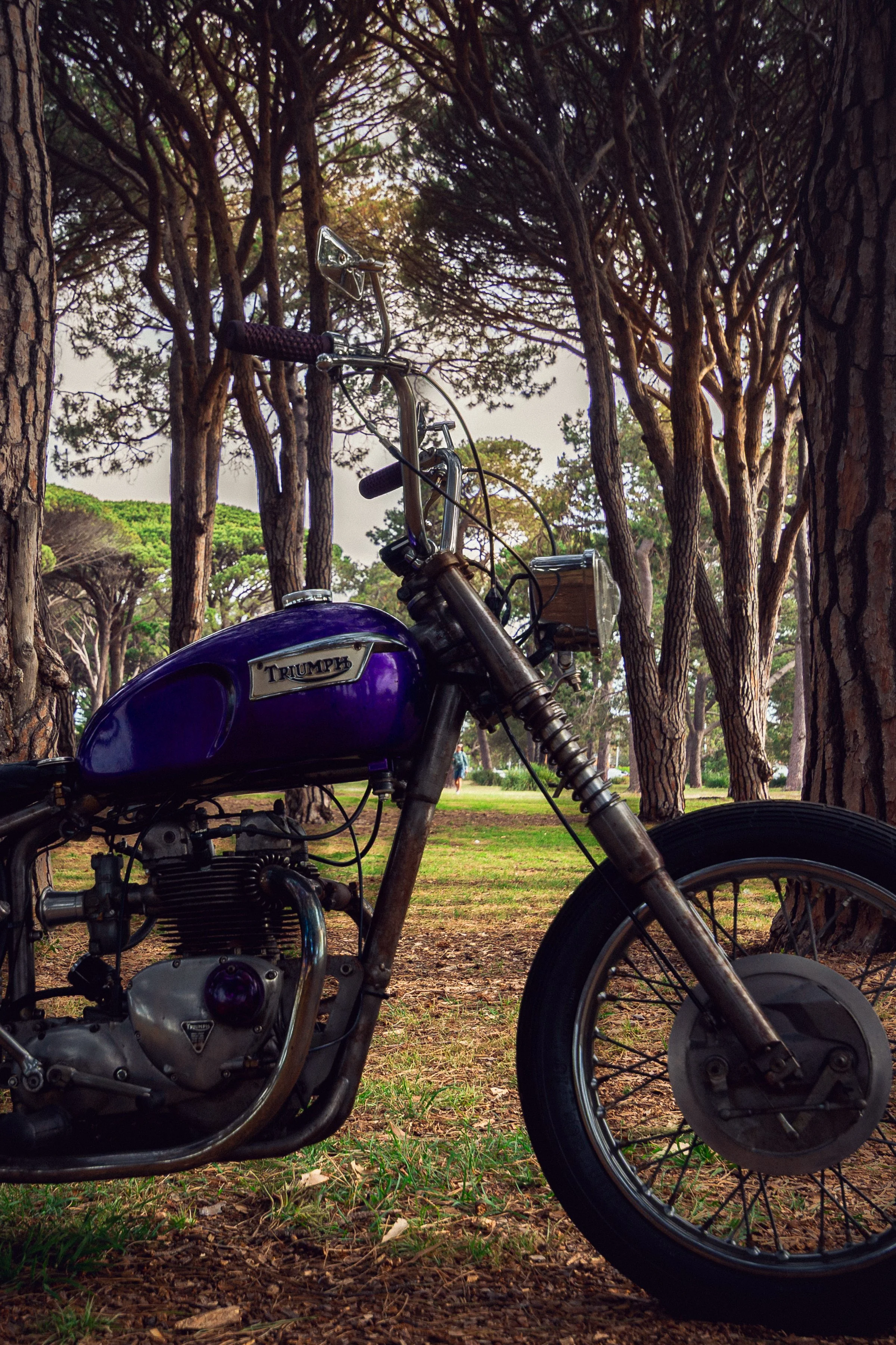 44Triumph 251113.jpg