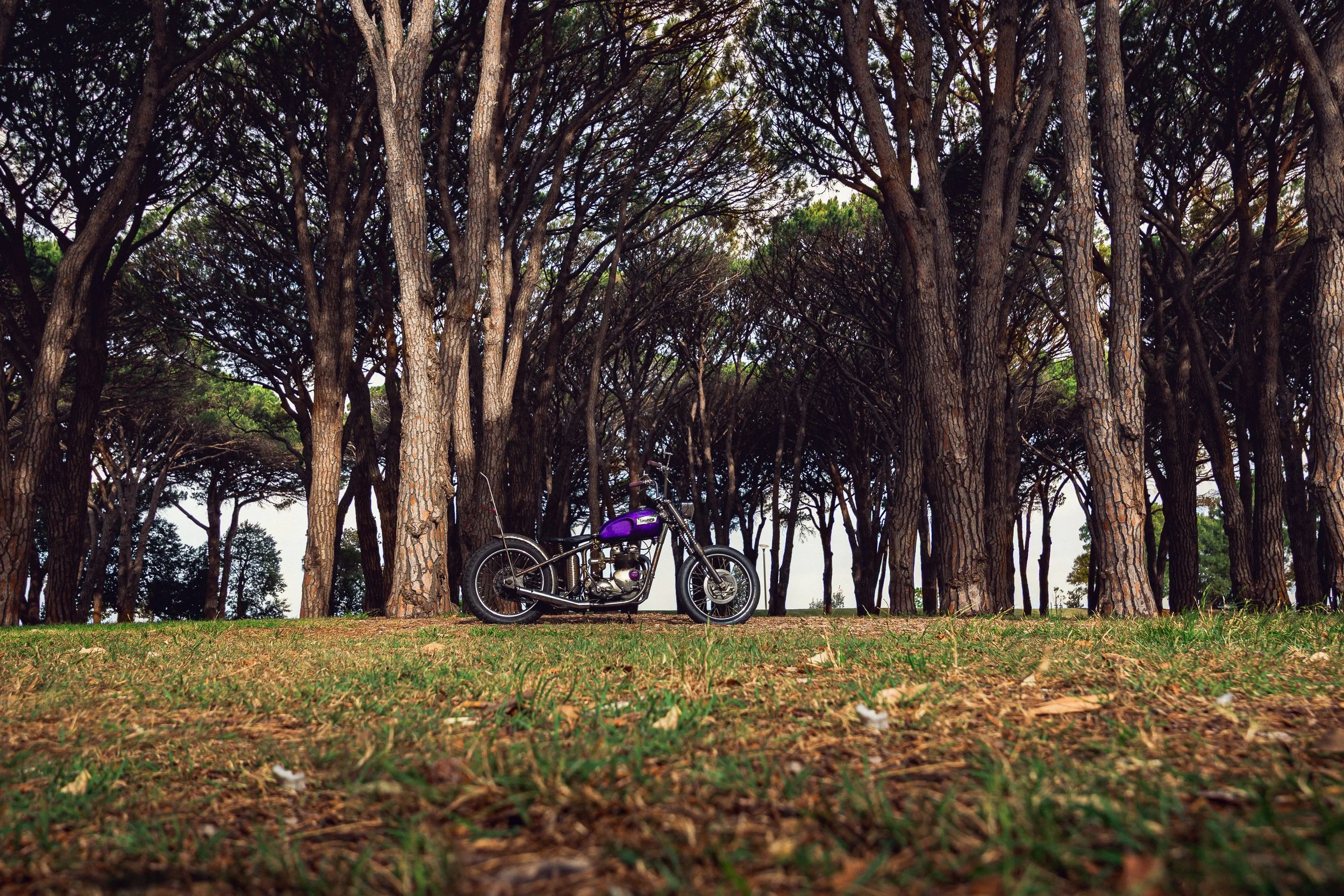 17Triumph 251113.jpg