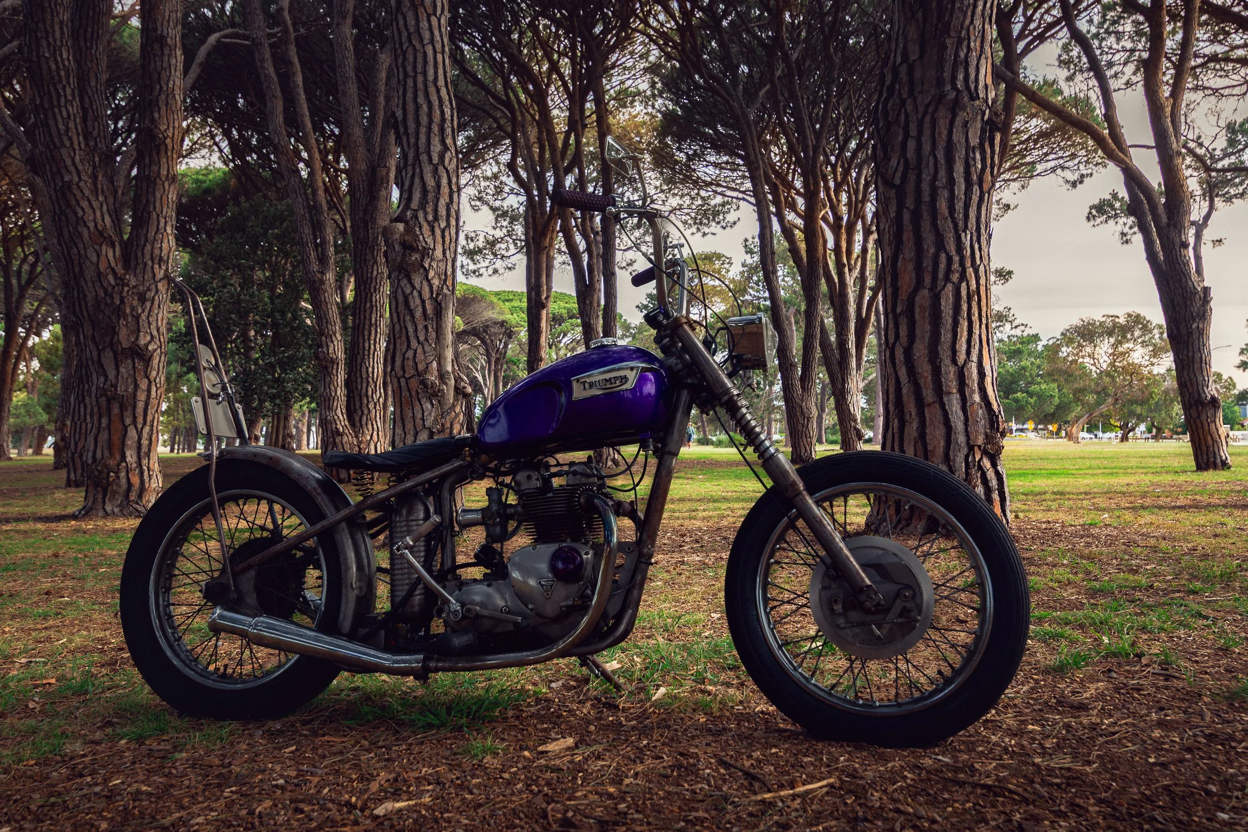 43Triumph 251113.jpg