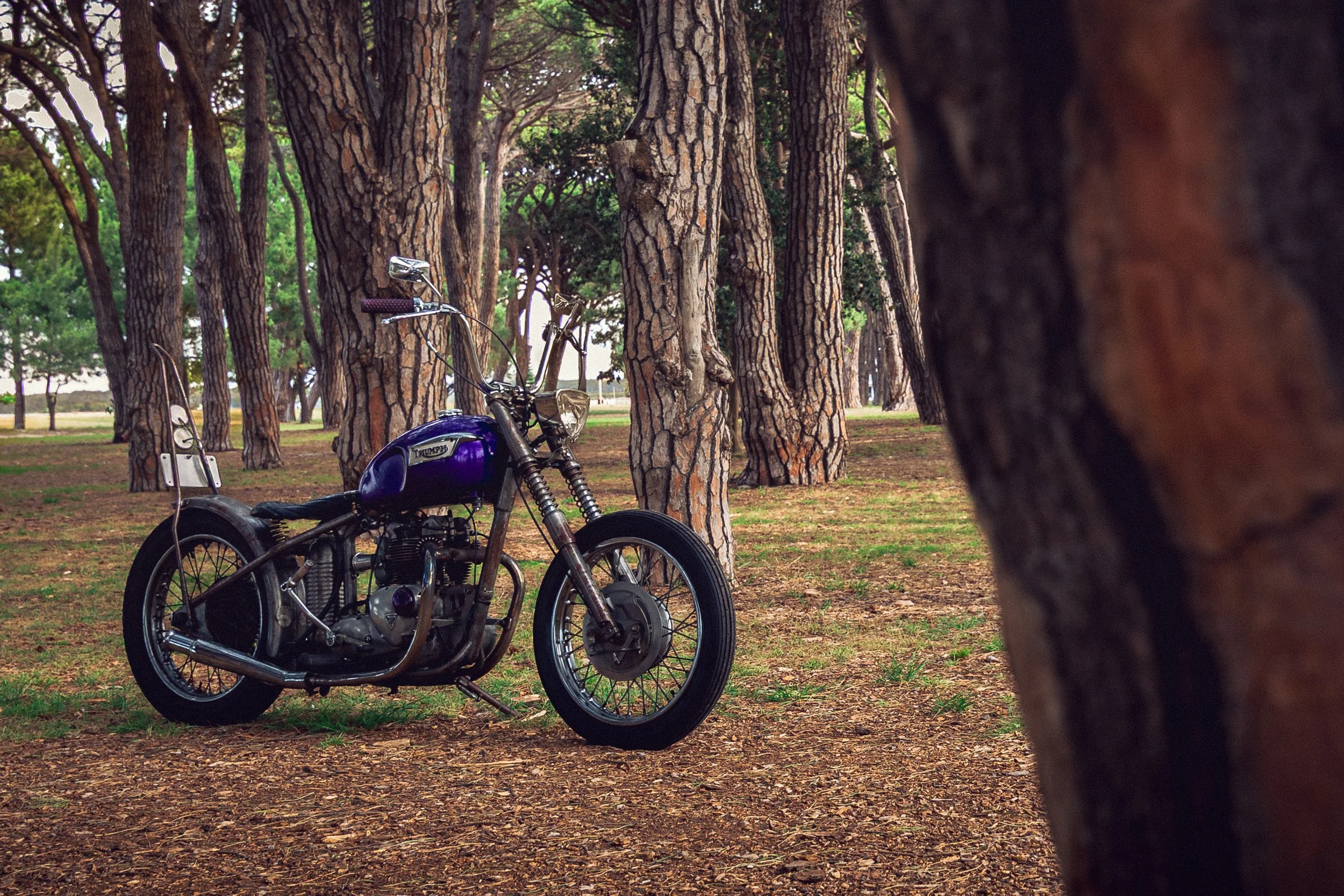 38Triumph 251113.jpg