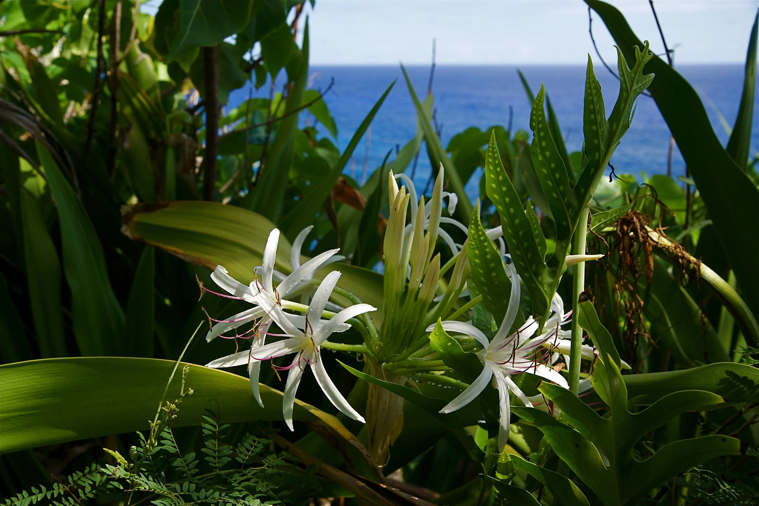 White crinum lilies with green leaves by the ocean.