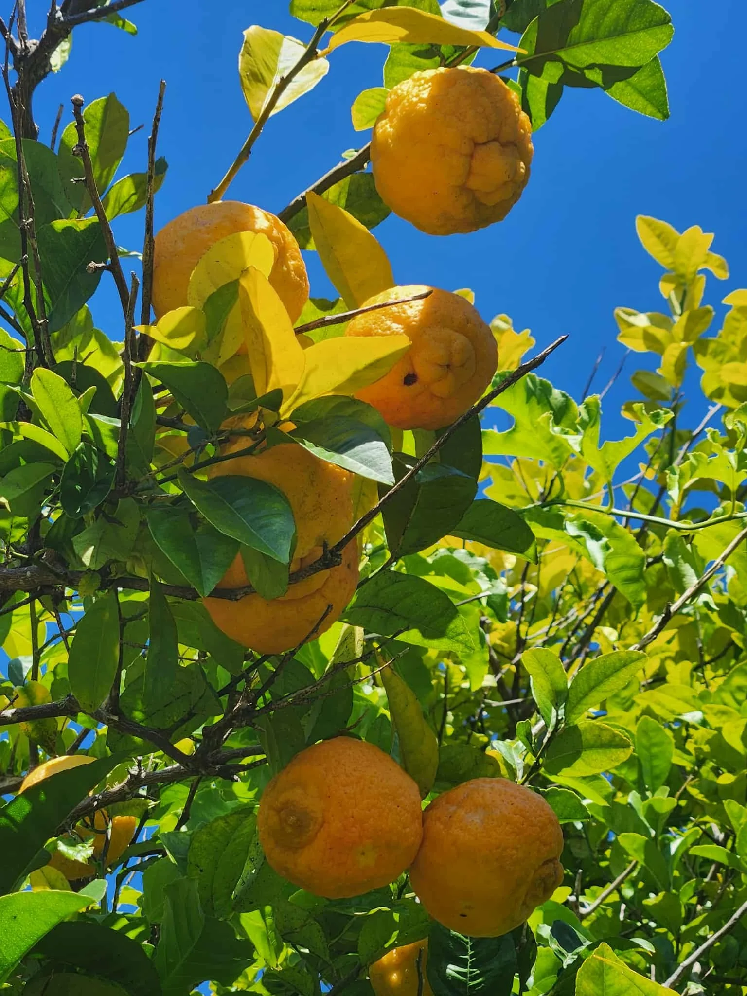 Lemons growing on a lemon tree with green leaves and a clear blue sky in the background.