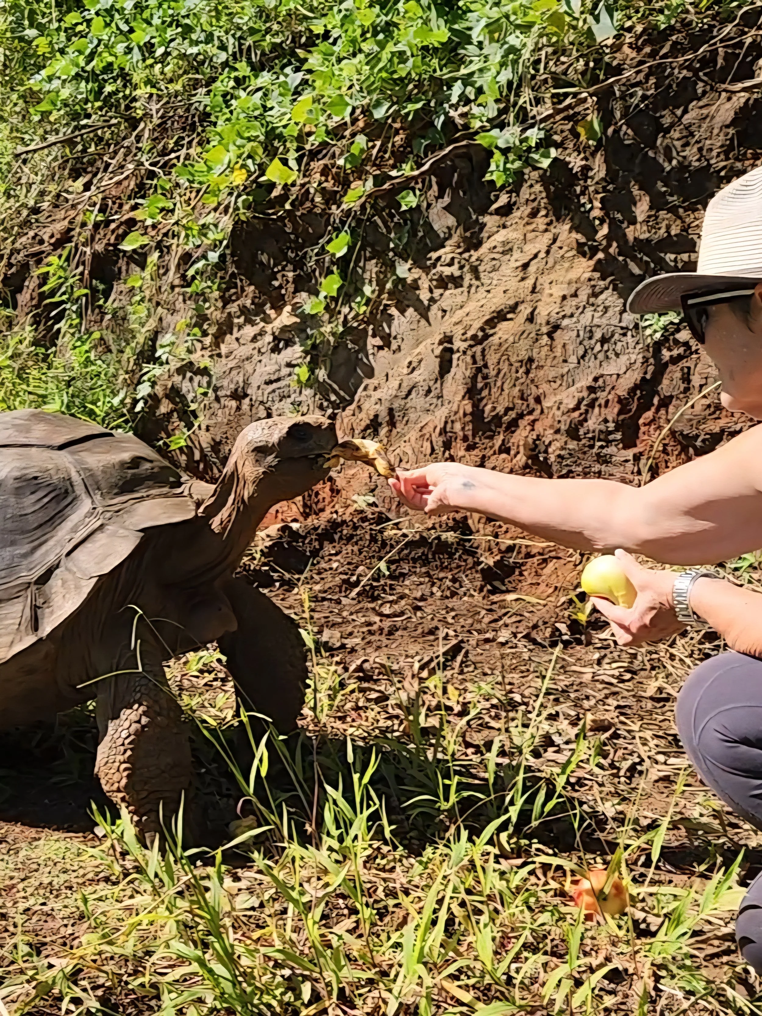 A person wearing a hat and sunglasses is feeding a large turtle with a piece of fruit in a natural outdoor setting.