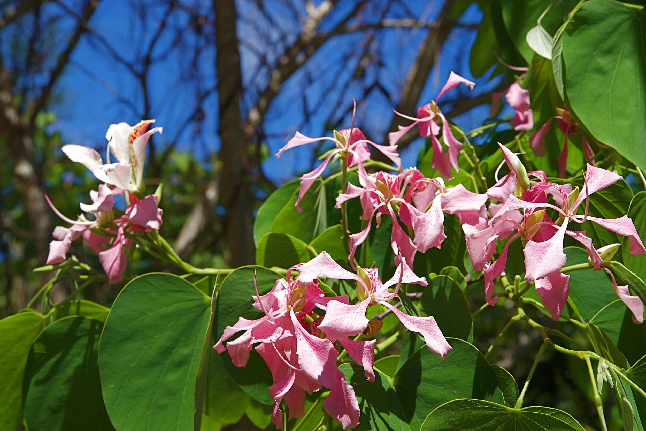 Pink flowers with large green leaves against a blue sky.