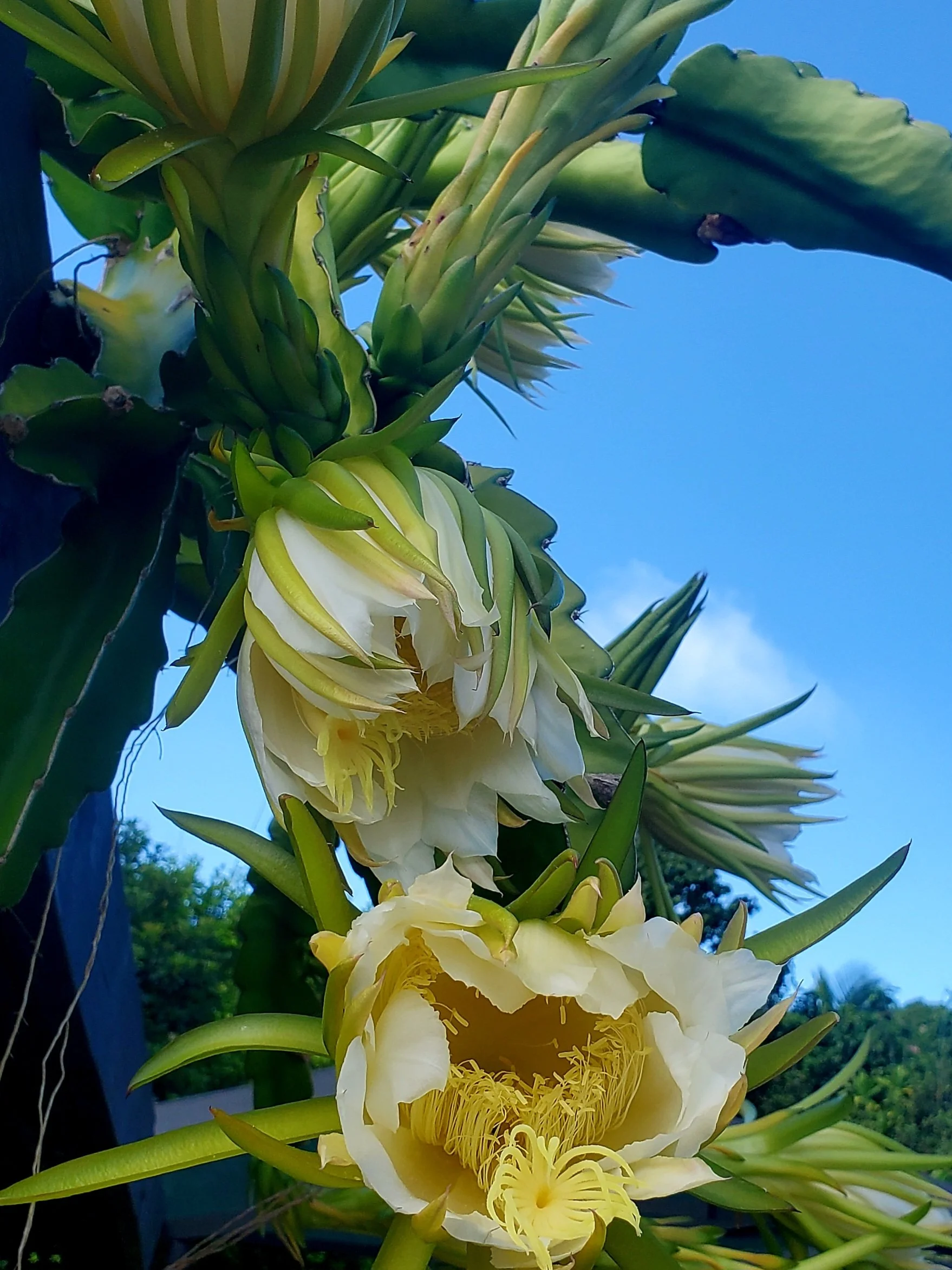 Close-up of blooming yellow dragon fruit flowers on a cactus with a blue sky background.