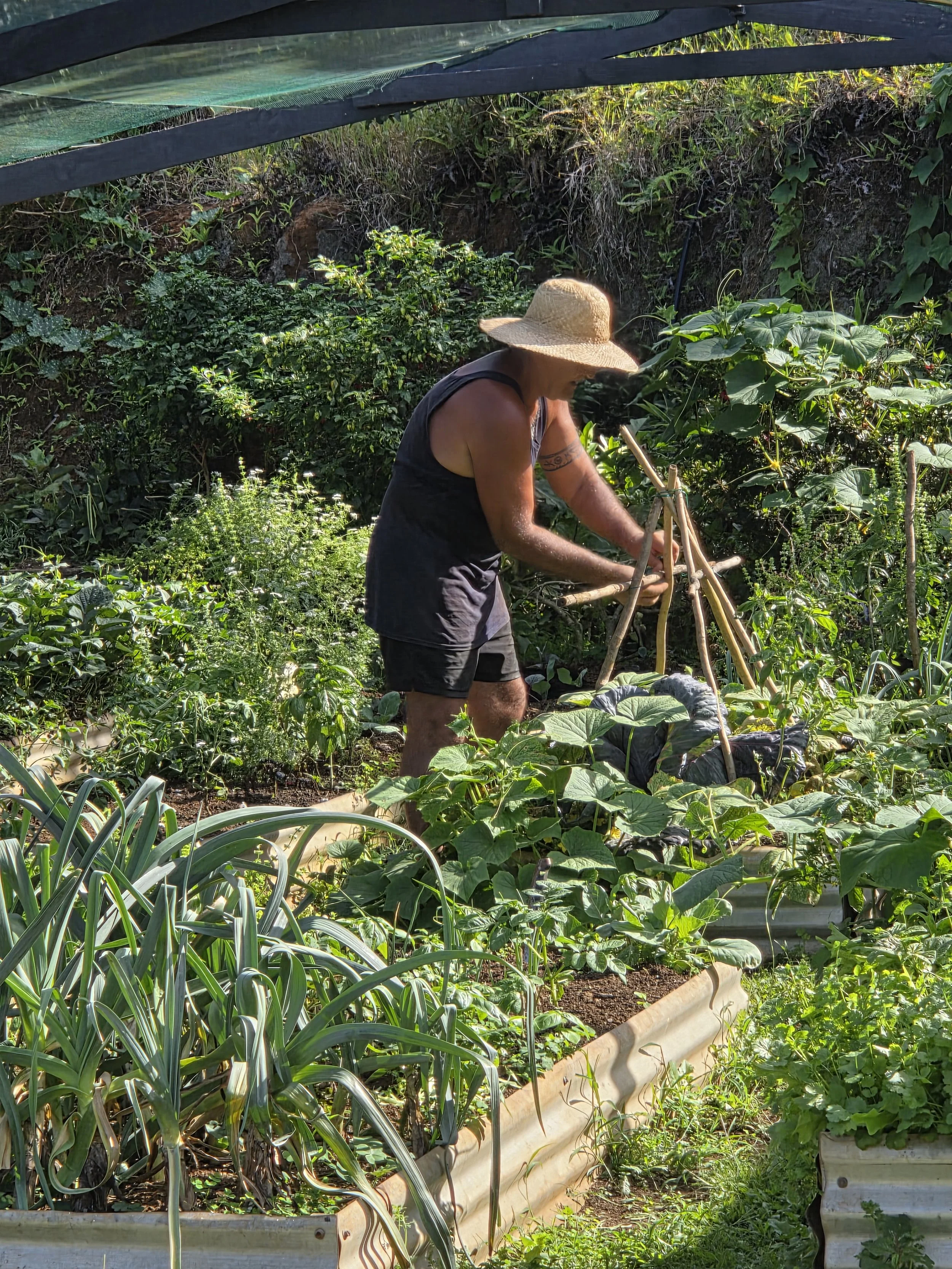 A person wearing a wide-brimmed straw hat, sleeveless shirt, and shorts tending to plants in a garden with lush greenery.