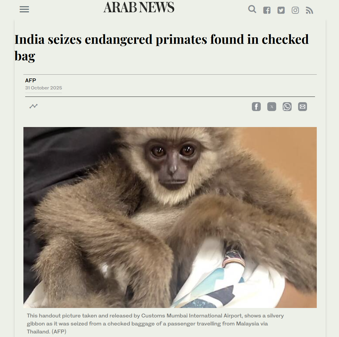 A baby silvery gibbon monkey with large dark eyes being held by a person, captured from a news article about seized endangered primates in India.