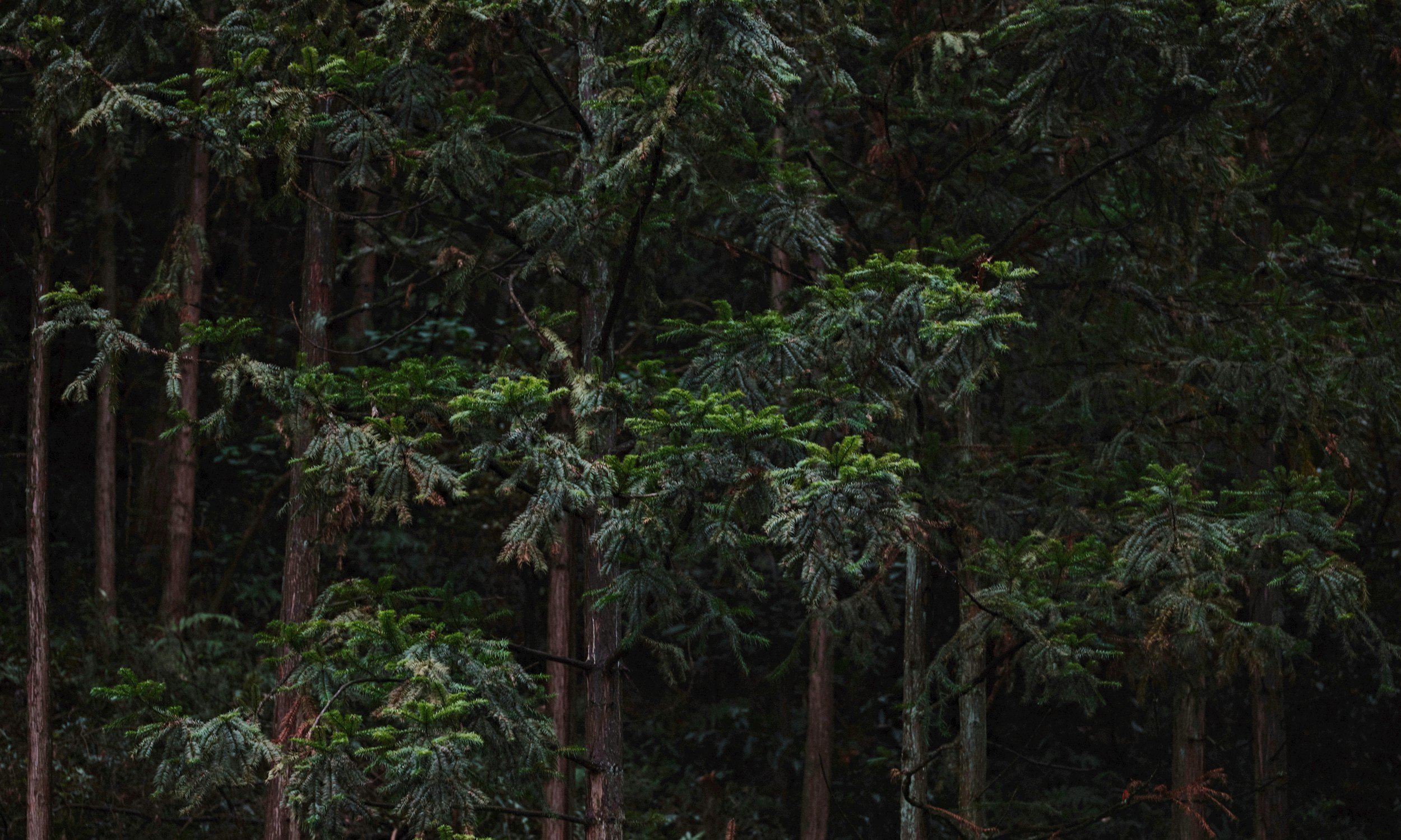 Dark green pine trees in a dense forest, with some branches and leaves visible in the foreground.