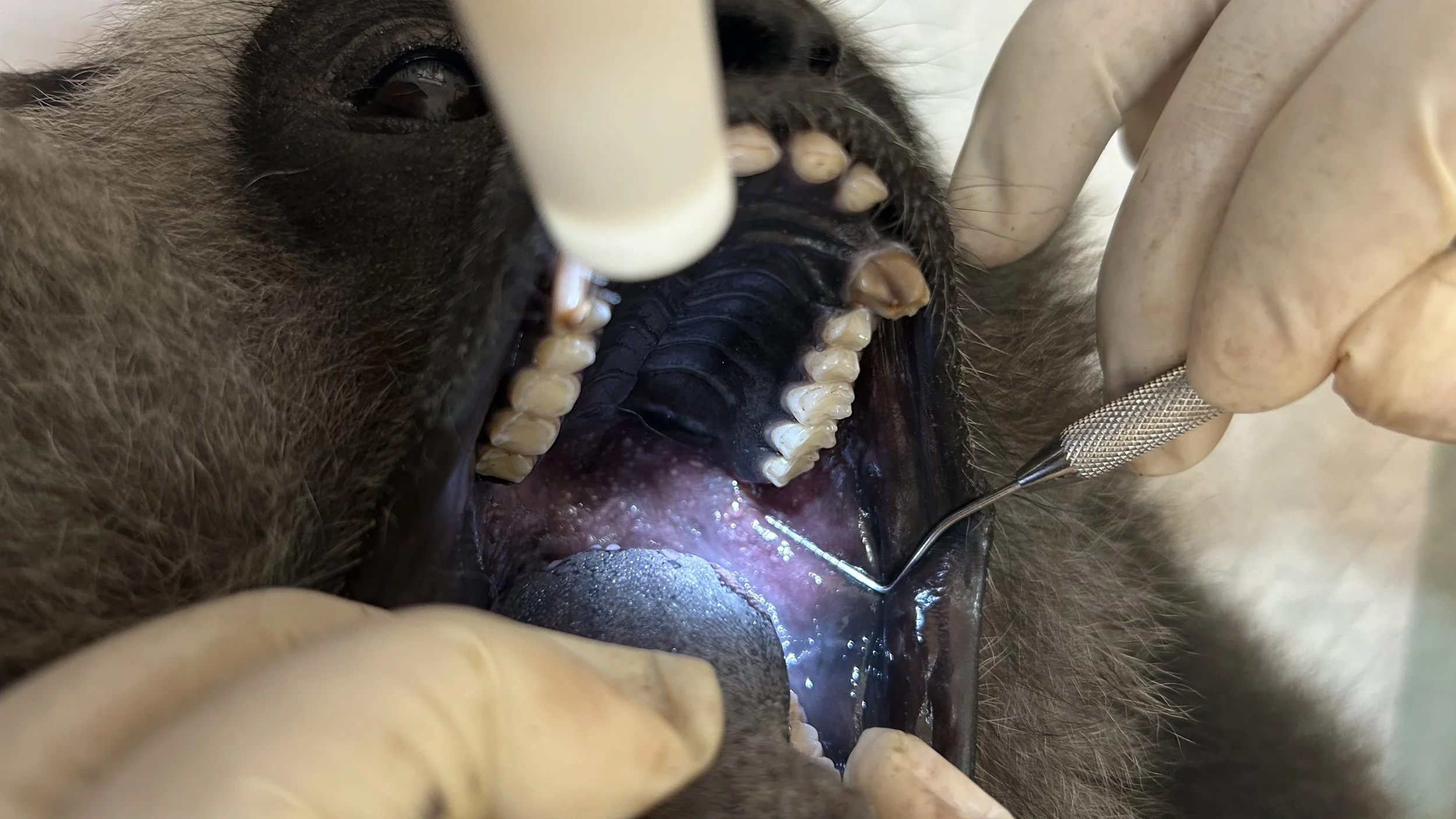 dental.jpg