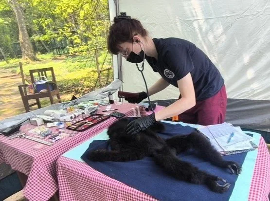 A veterinarian wearing a mask and gloves examining a black dog on a table in an outdoor setting with trees visible in the background.
