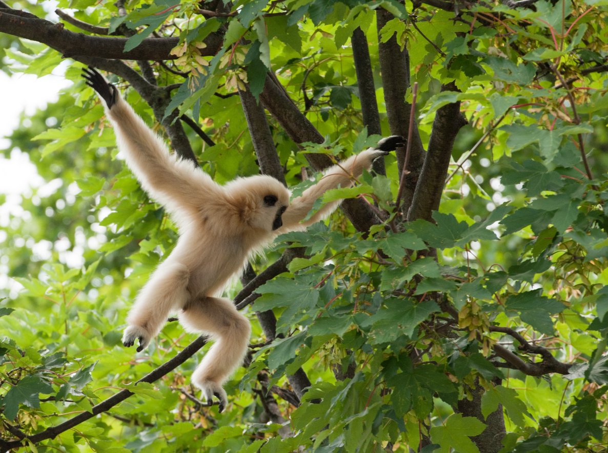 A young monkey with light fur hanging from a tree branch among green leaves.