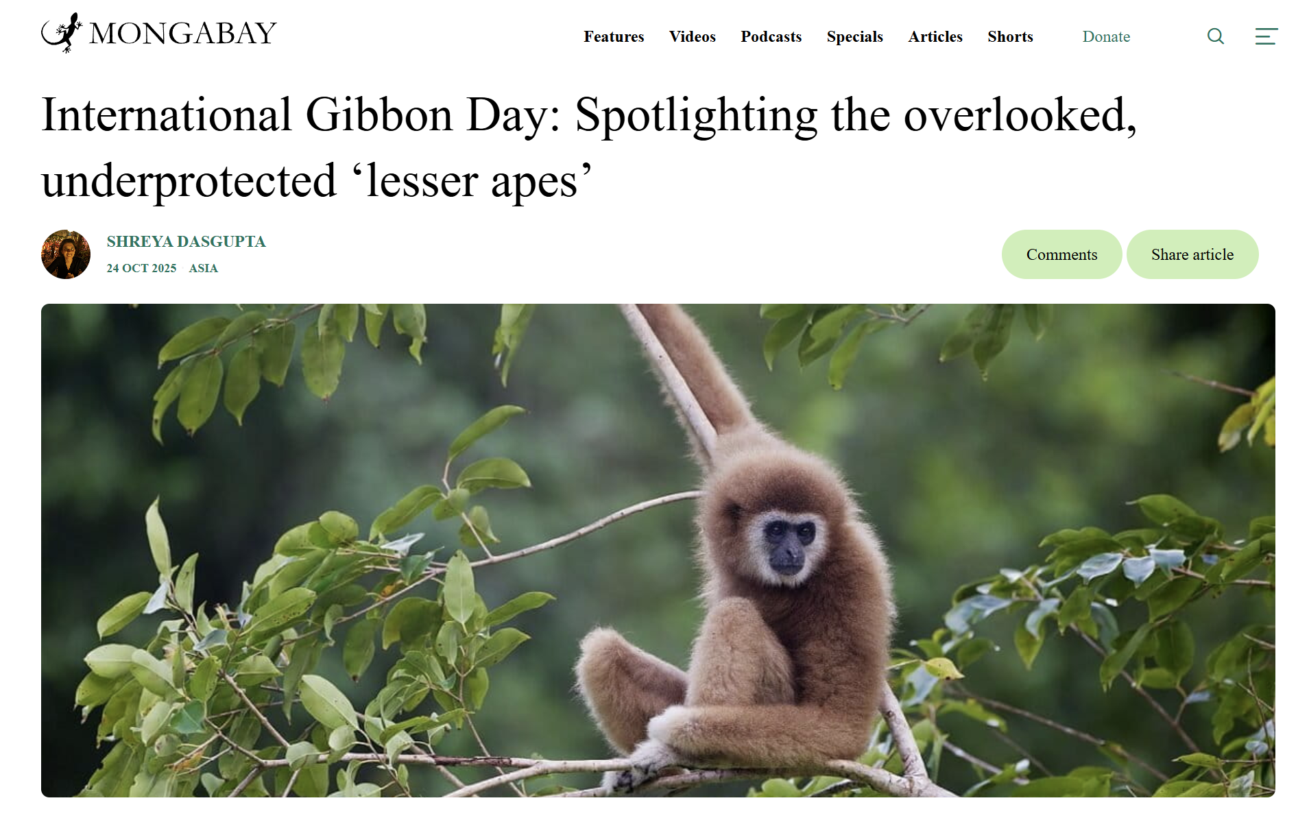 A young gibbon sitting on a tree branch surrounded by green leaves in a rainforest setting.
