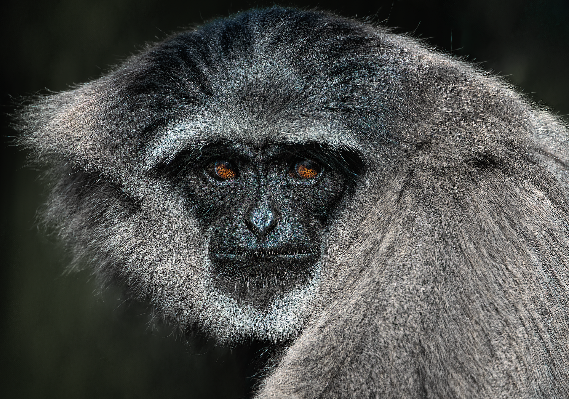 Close-up of a gray monkey with black face, looking over shoulder, with detailed fur and amber eyes.