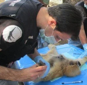 A veterinarian performing a surgery on a dog lying on an operating table, wearing gloves and a face mask.
