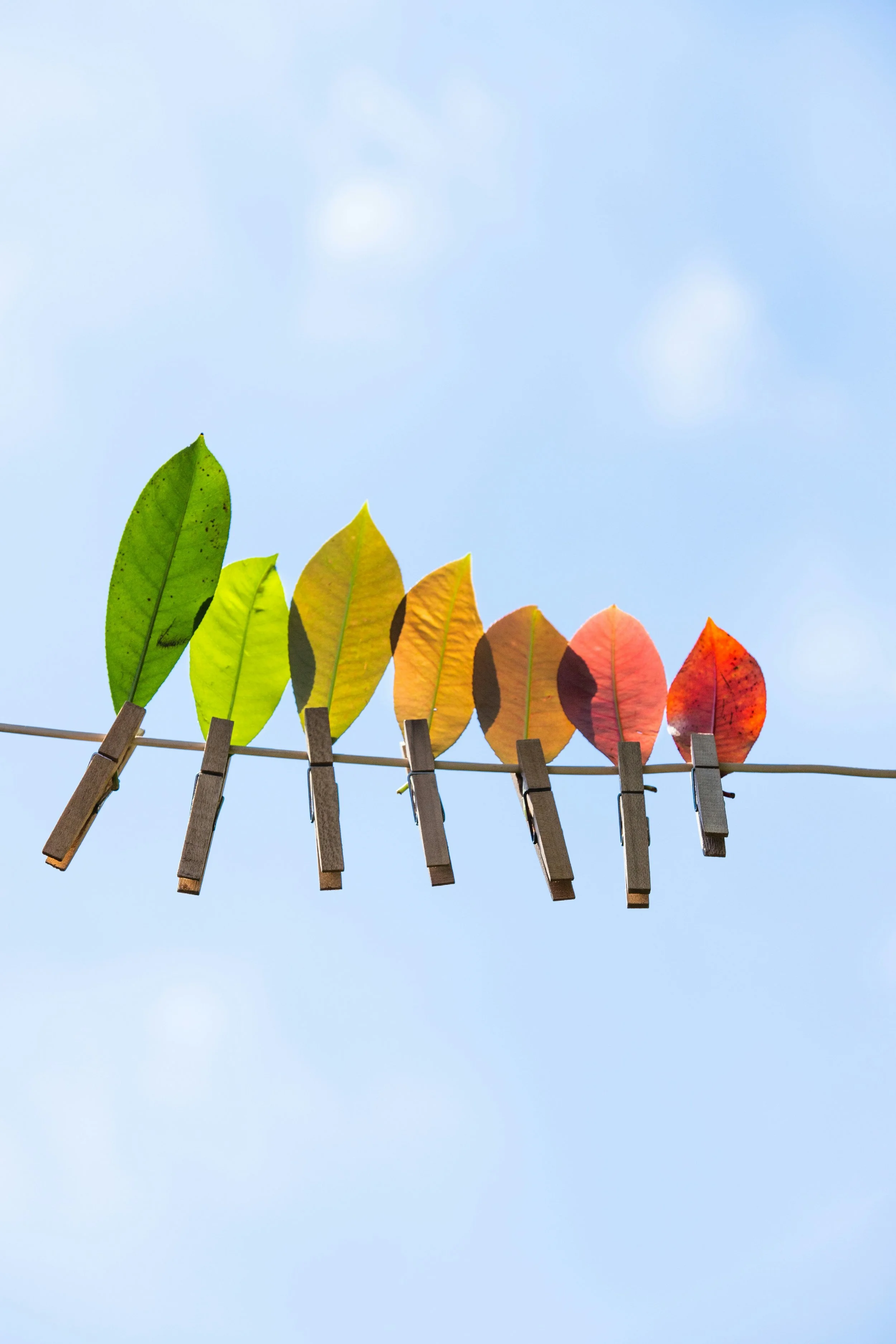 Tree of Tomorrow