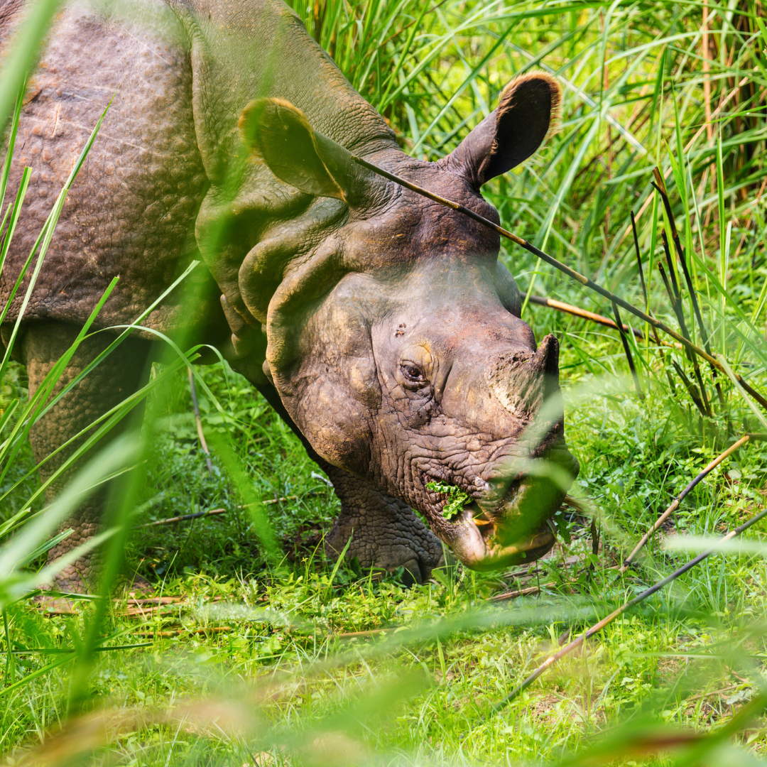 One-horned rhinoceros in the grasslands of Chitwan National Park, Nepal