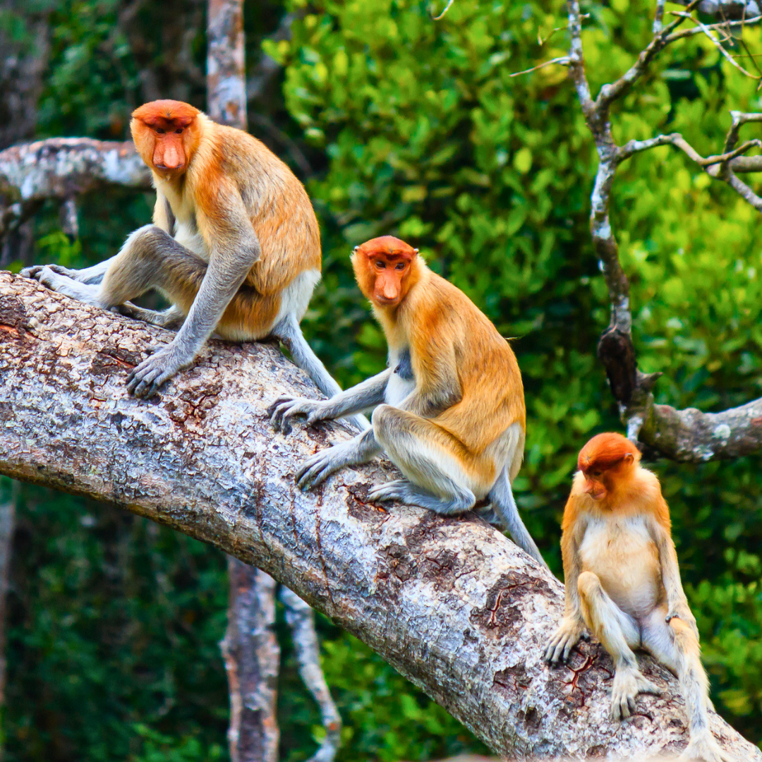 Proboscis Monkeys, Bako National Park, Sarawak.png