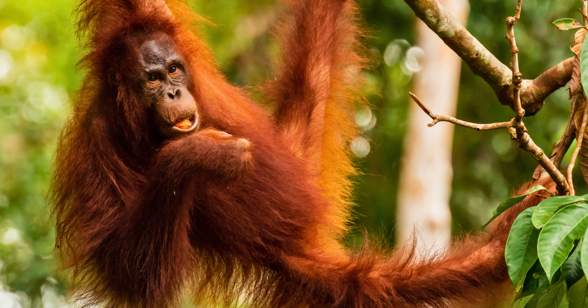 Orangutan in Borneo Malaysia