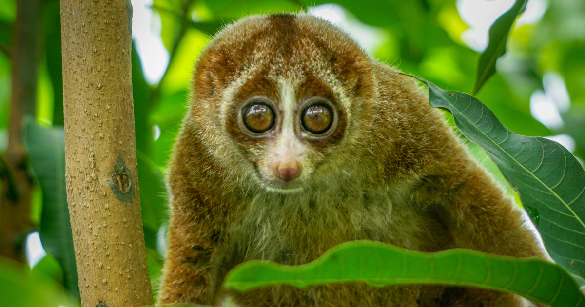 Slow loris with large round eyes and brown fur sitting among green leaves beside a tree trunk.