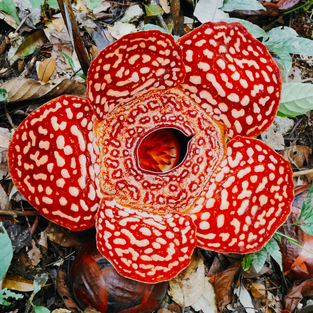 Rafflesia flower growing on the rainforest floor in Malaysian Borneo.