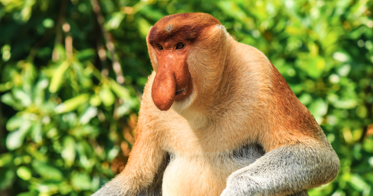 Get To Know The Wildlife Of Malaysian Borneo