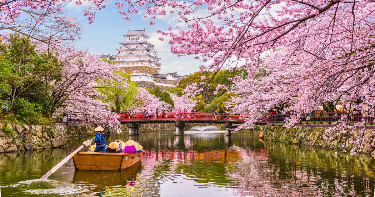 Himeji Castle behind cherry blossom trees with a wooden boat on the moat below