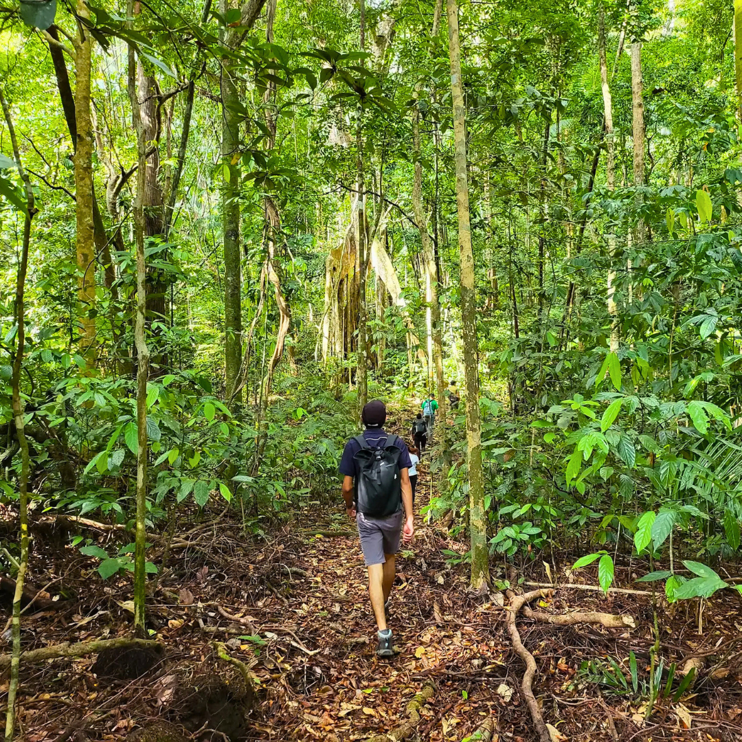 Hiking through the jungles of Borneo