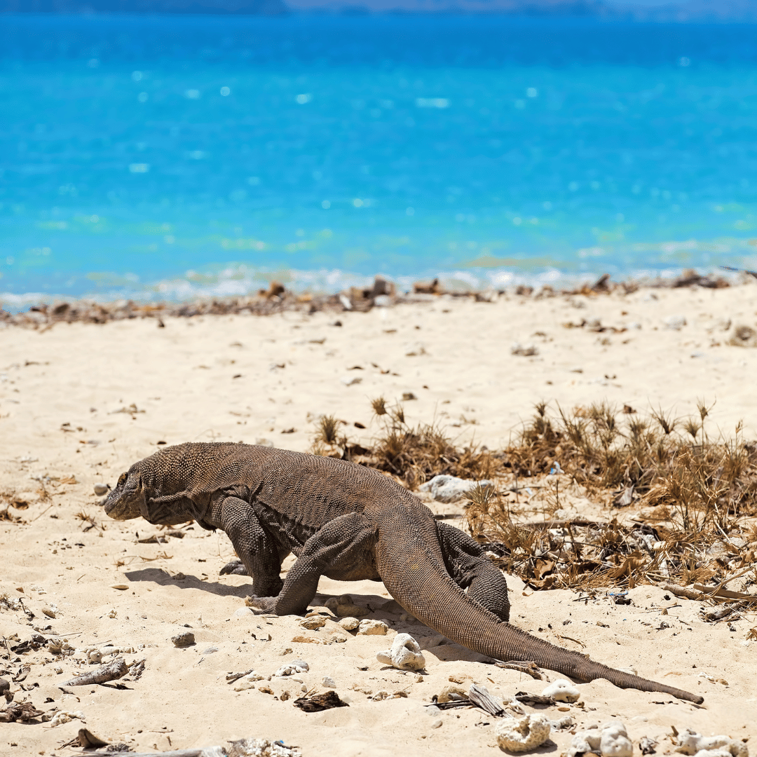 Komodo dragon walking through Komodo National Park