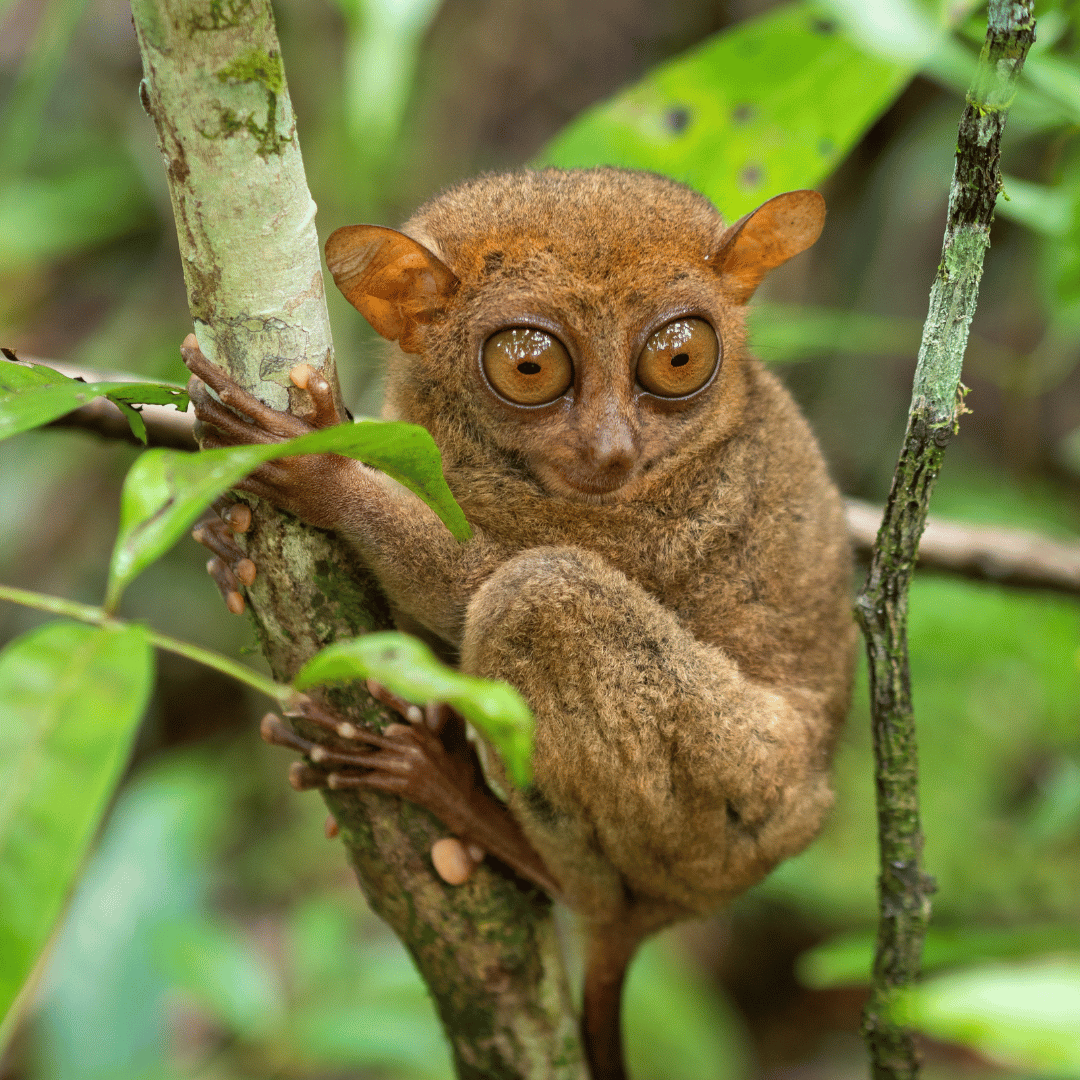 Discovering the natural beauty of the Philippines on a Visayas island small group journey