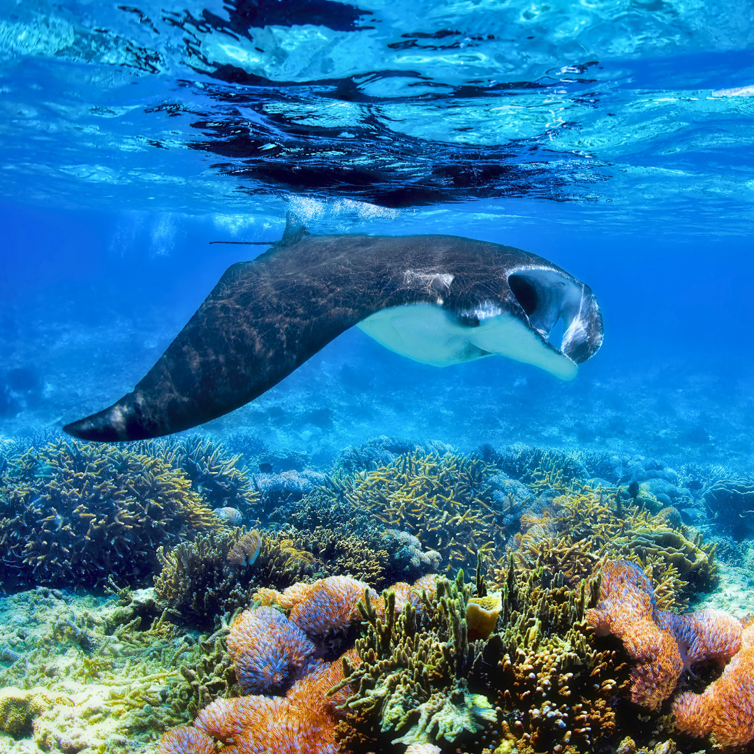 A manta ray swimming above colourful coral reefs in Indonesia, showcasing the incredible marine life experienced on our small group tour.